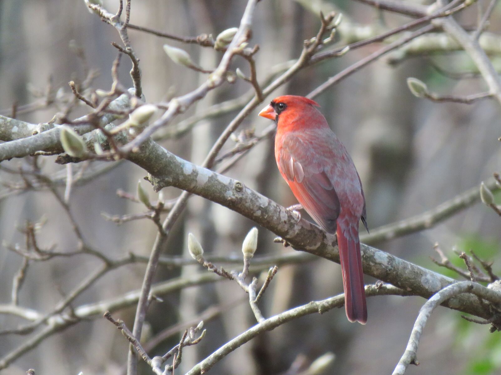 Canon PowerShot SX60 HS sample photo. Nature, bird, tree photography