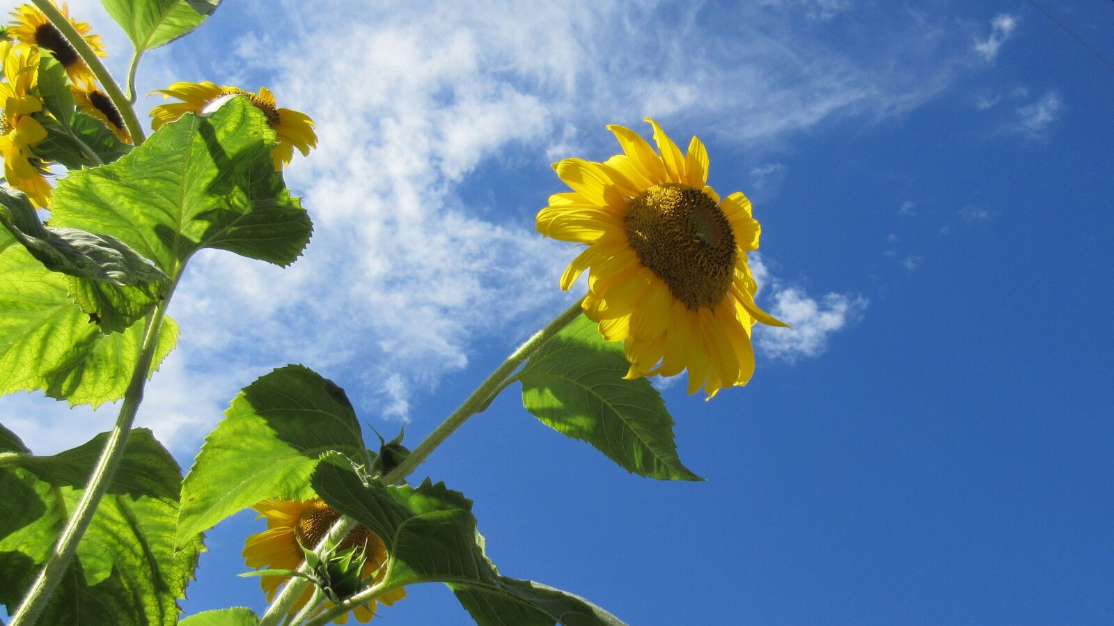 Canon PowerShot ELPH 340 HS (IXUS 265 HS / IXY 630) sample photo. Sunflower, blue sky, summer photography
