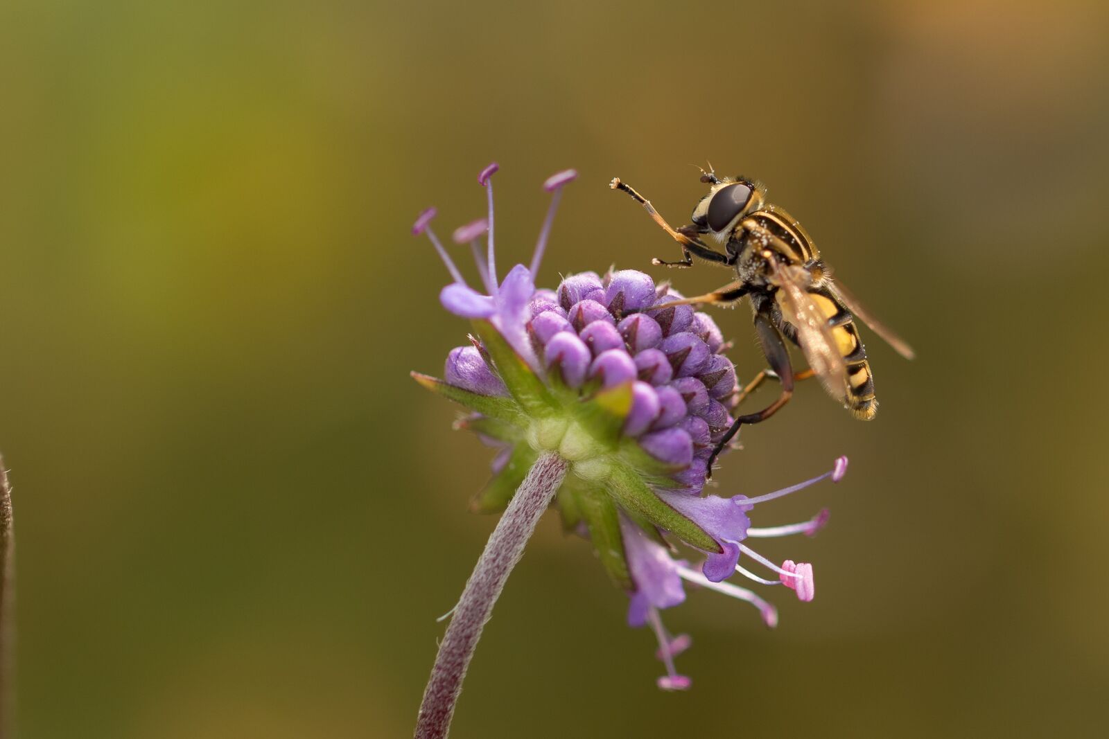 Canon EOS 7D Mark II sample photo. Moor bit off, hoverfly photography