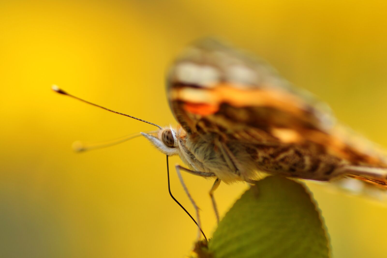 Tamron SP 90mm F2.8 Di VC USD 1:1 Macro sample photo. Vanessa cardui, close up photography