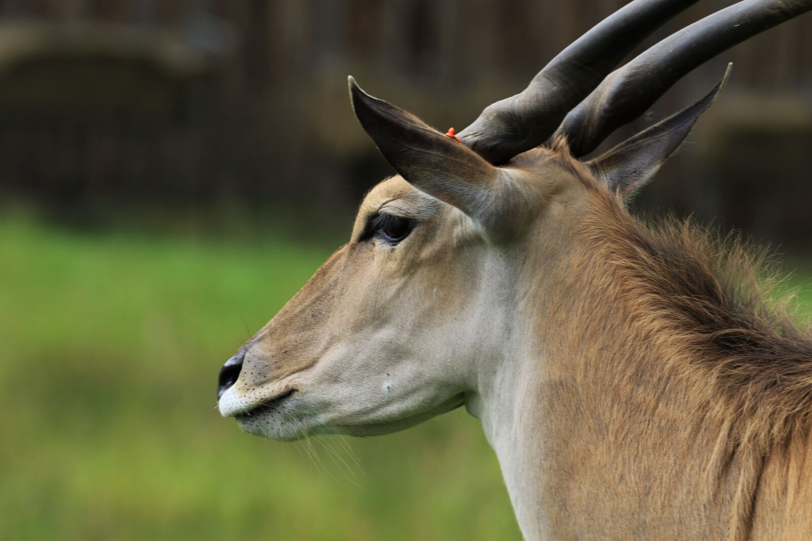 Canon EOS 7D Mark II sample photo. Bongo, antelope, animal photography
