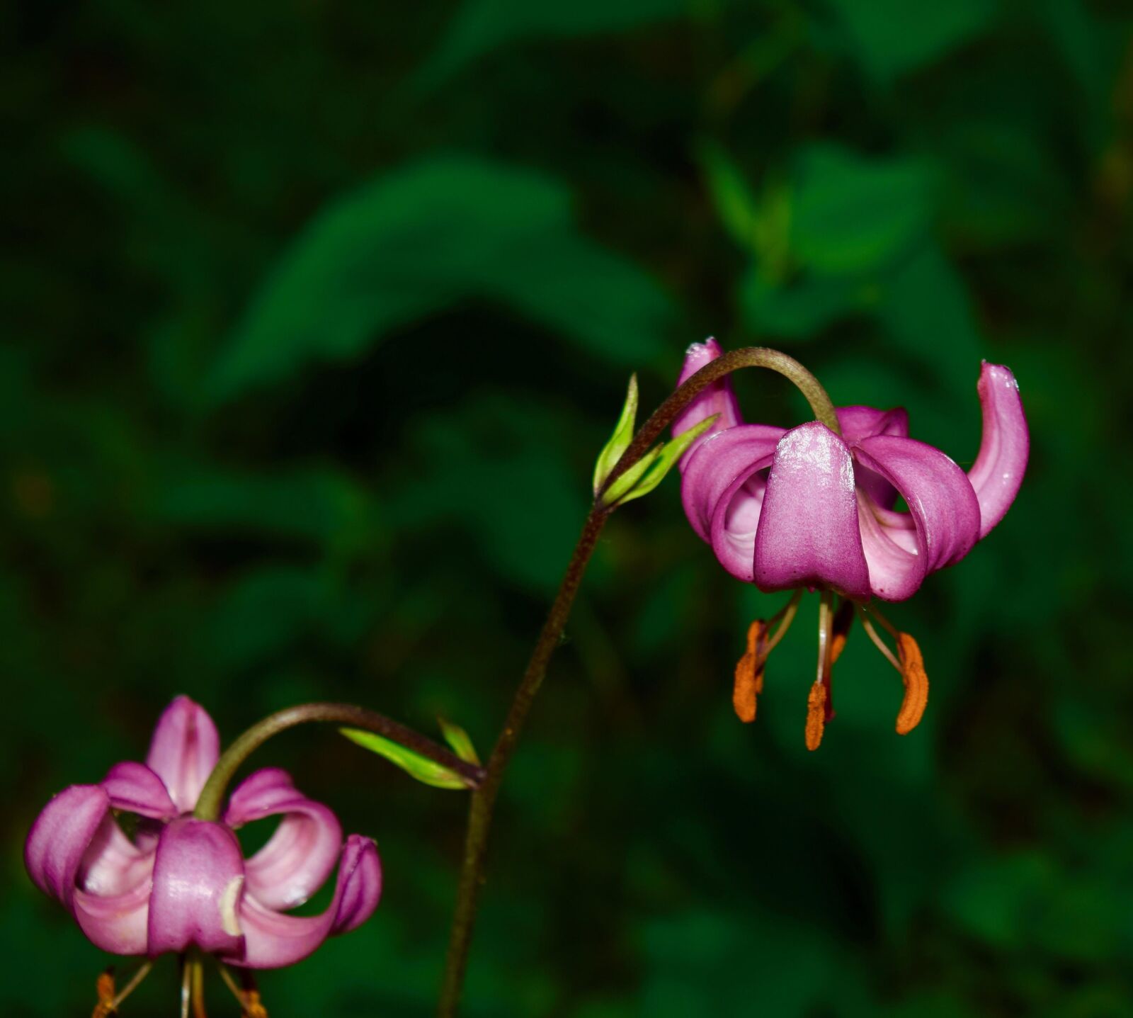 Nikon D3300 sample photo. Flower, botanical, plant photography