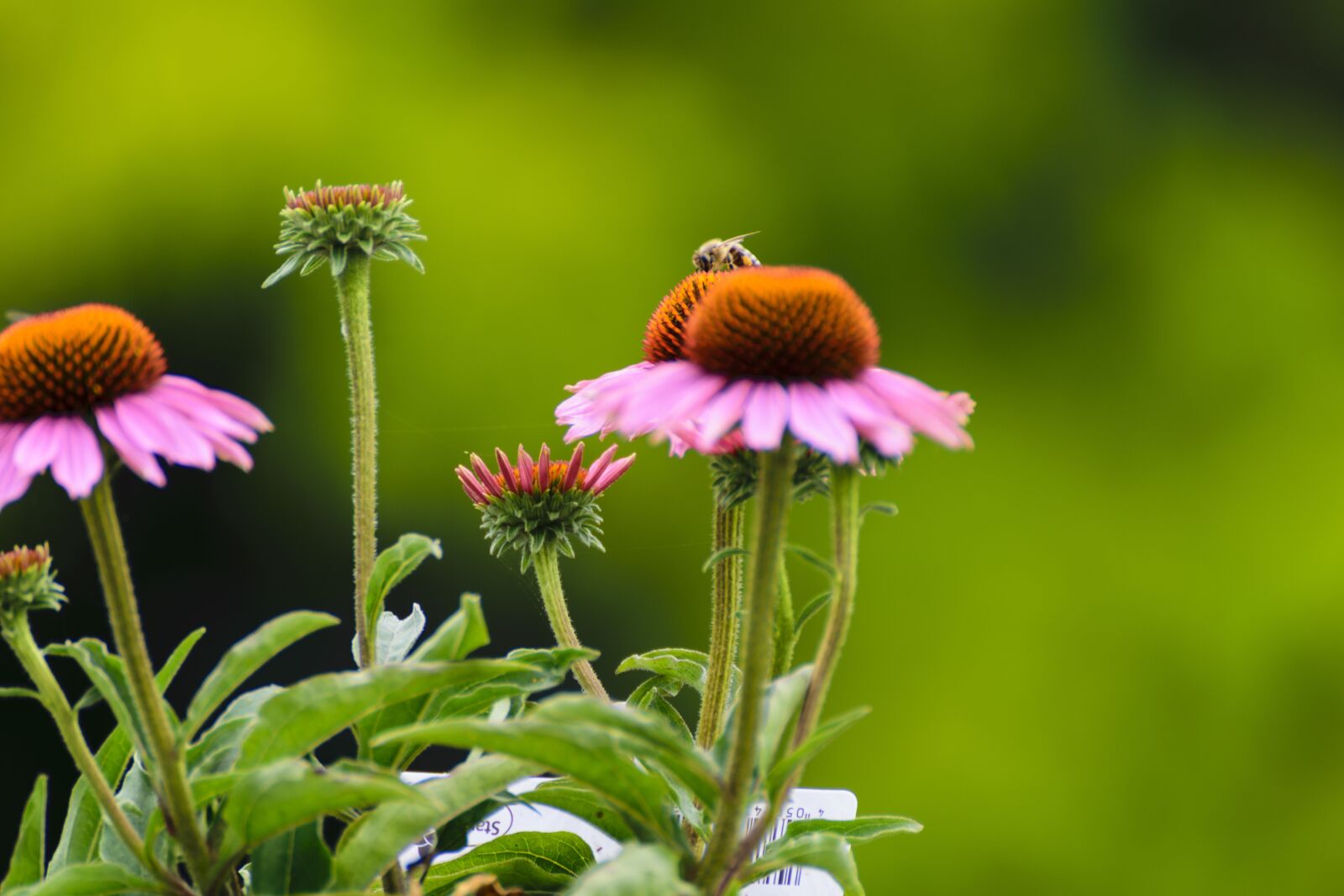Tamron SP 70-300mm F4-5.6 Di VC USD sample photo. Bee, sun hats, flower photography
