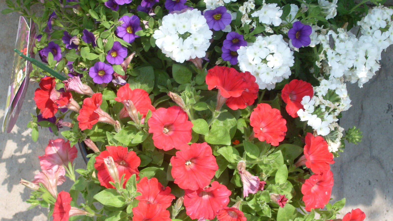Samsung KENOX S730  / Samsung S730 sample photo. Purple, purple, flower, red photography