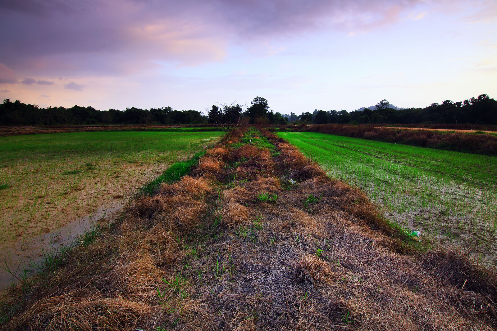 Canon EOS 50D sample photo. Agriculture, clouds, countryside, cropland photography