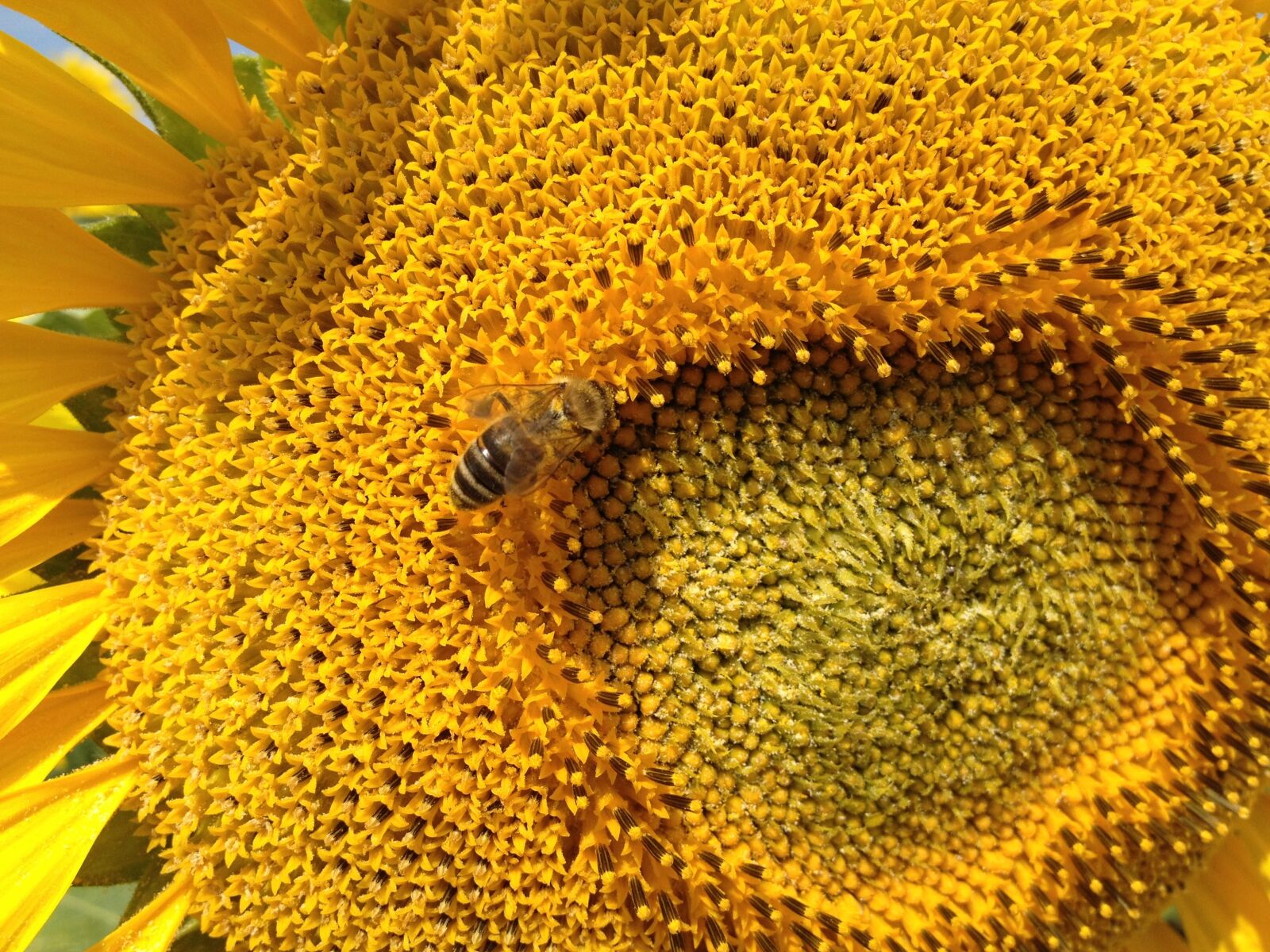 Apple iPhone 4S sample photo. Sunflower, the bees, insect photography