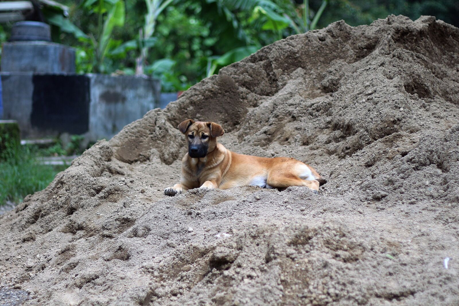 Canon EOS 650D (EOS Rebel T4i / EOS Kiss X6i) + Canon EF 50mm F1.8 II sample photo. Nature, animal, outdoors photography