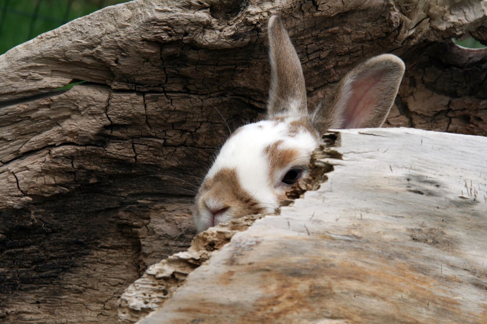 Canon EOS 400D (EOS Digital Rebel XTi / EOS Kiss Digital X) sample photo. Rabbit, bunny, animal photography