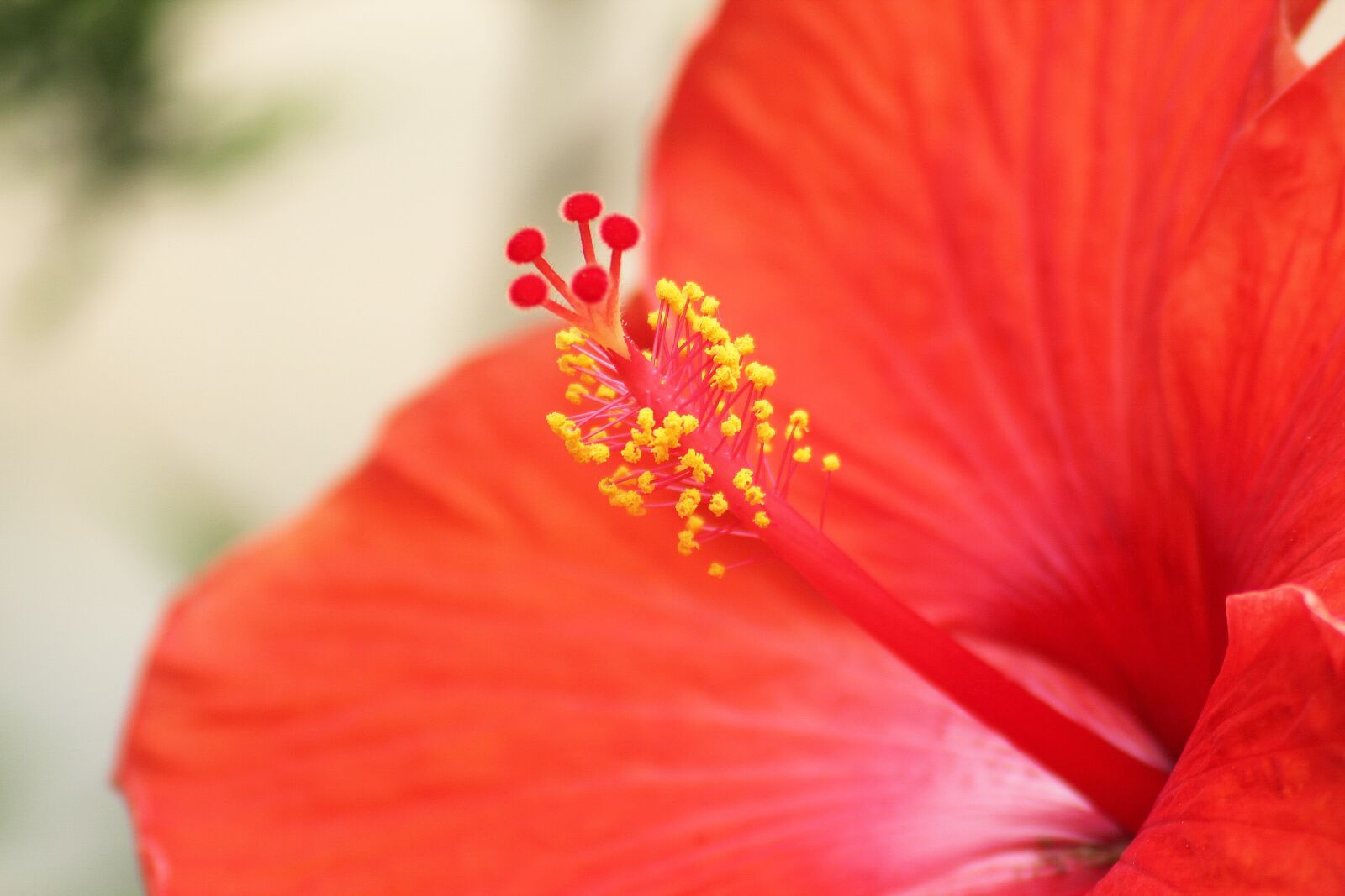 Canon EOS 550D (EOS Rebel T2i / EOS Kiss X4) sample photo. Flower, red, yellow photography
