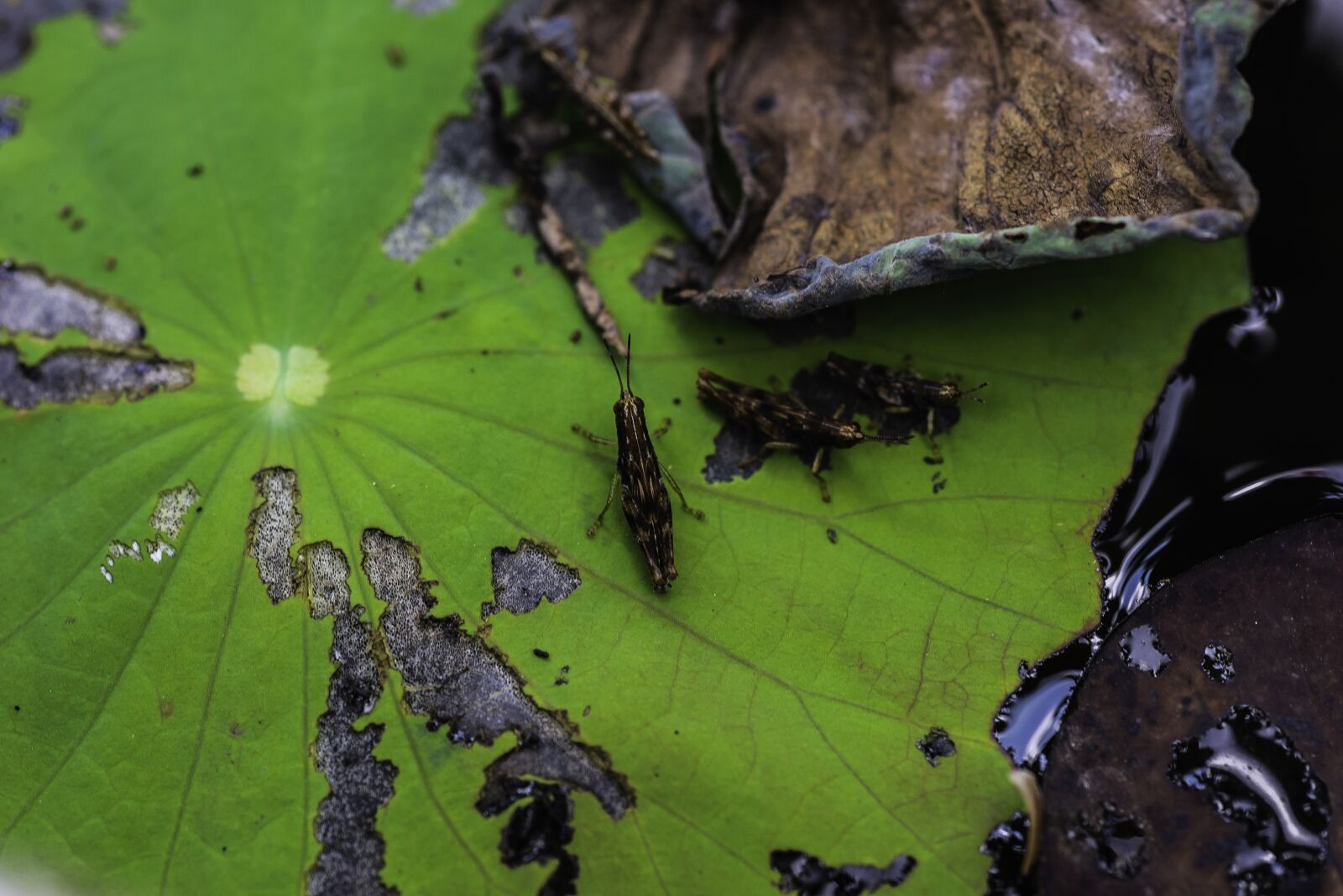 Nikon D810 sample photo. Plant, insect, green photography