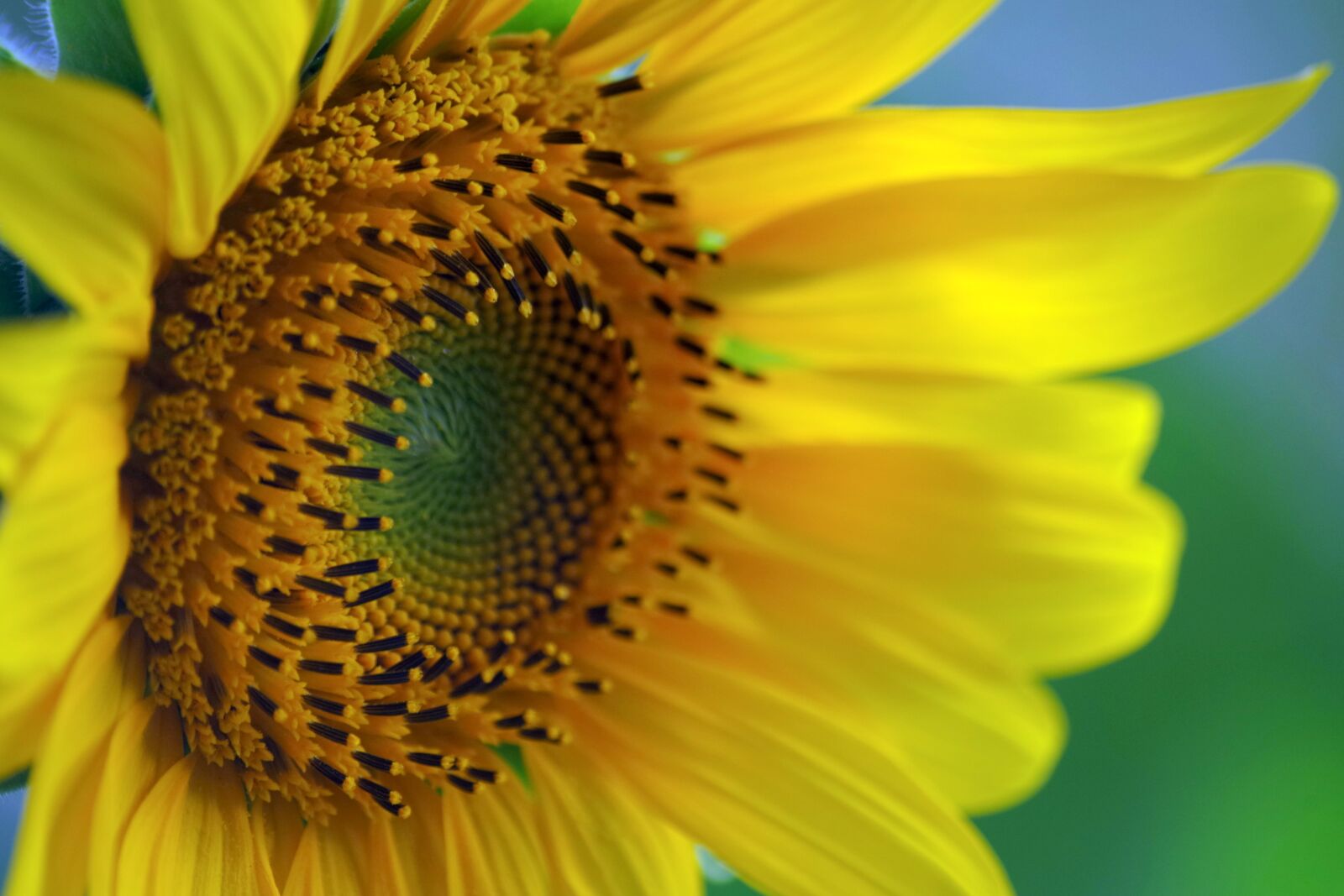 Pentax K-30 sample photo. Sunflower, blossom, bloom photography
