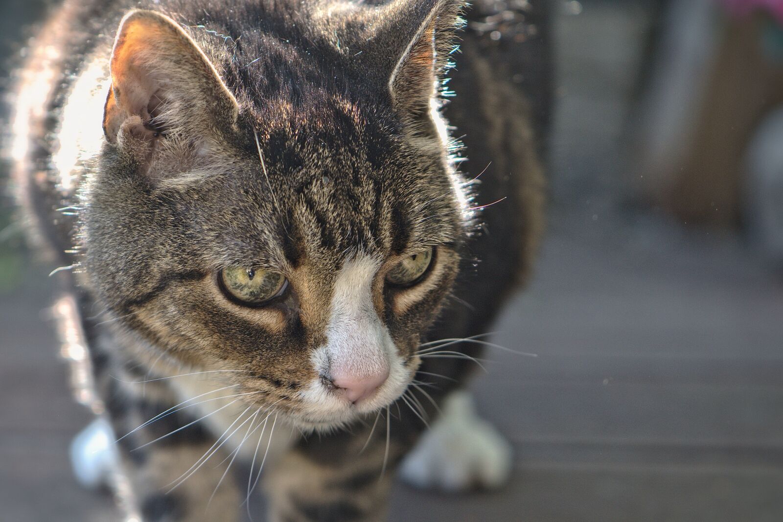 Nikon D5600 sample photo. Cat, pet, mackerel photography