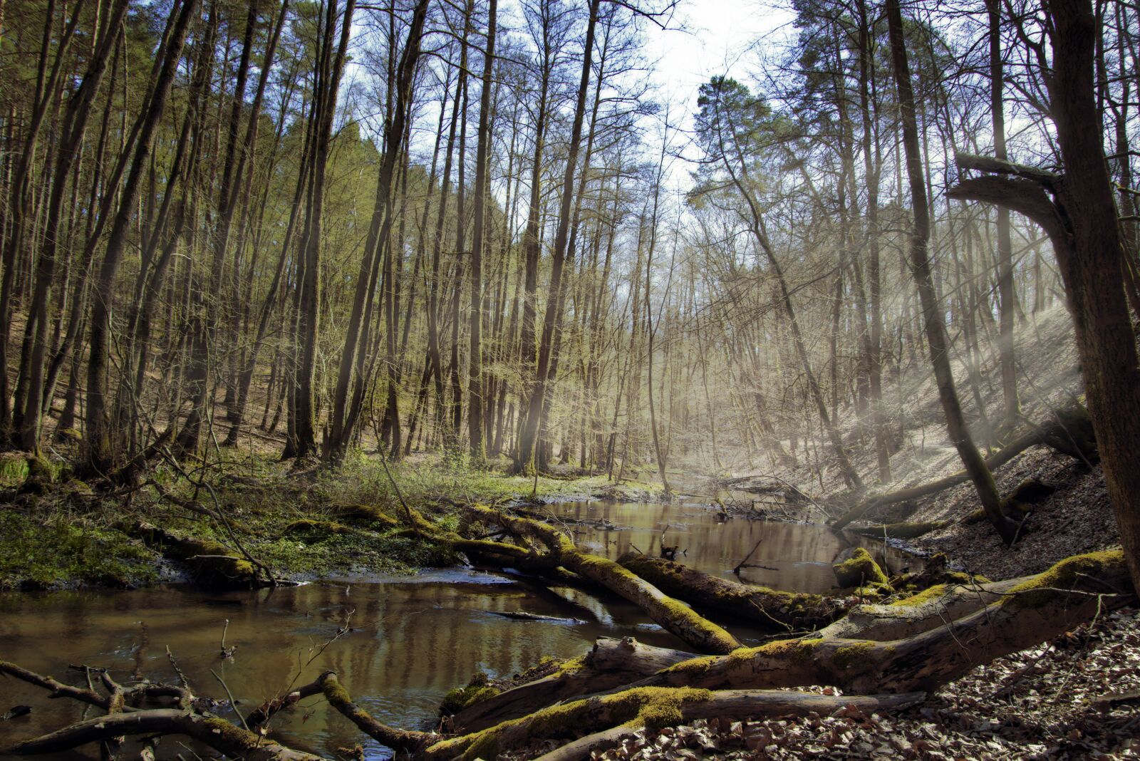 Nikon D5600 sample photo. Forest, bach, creek photography