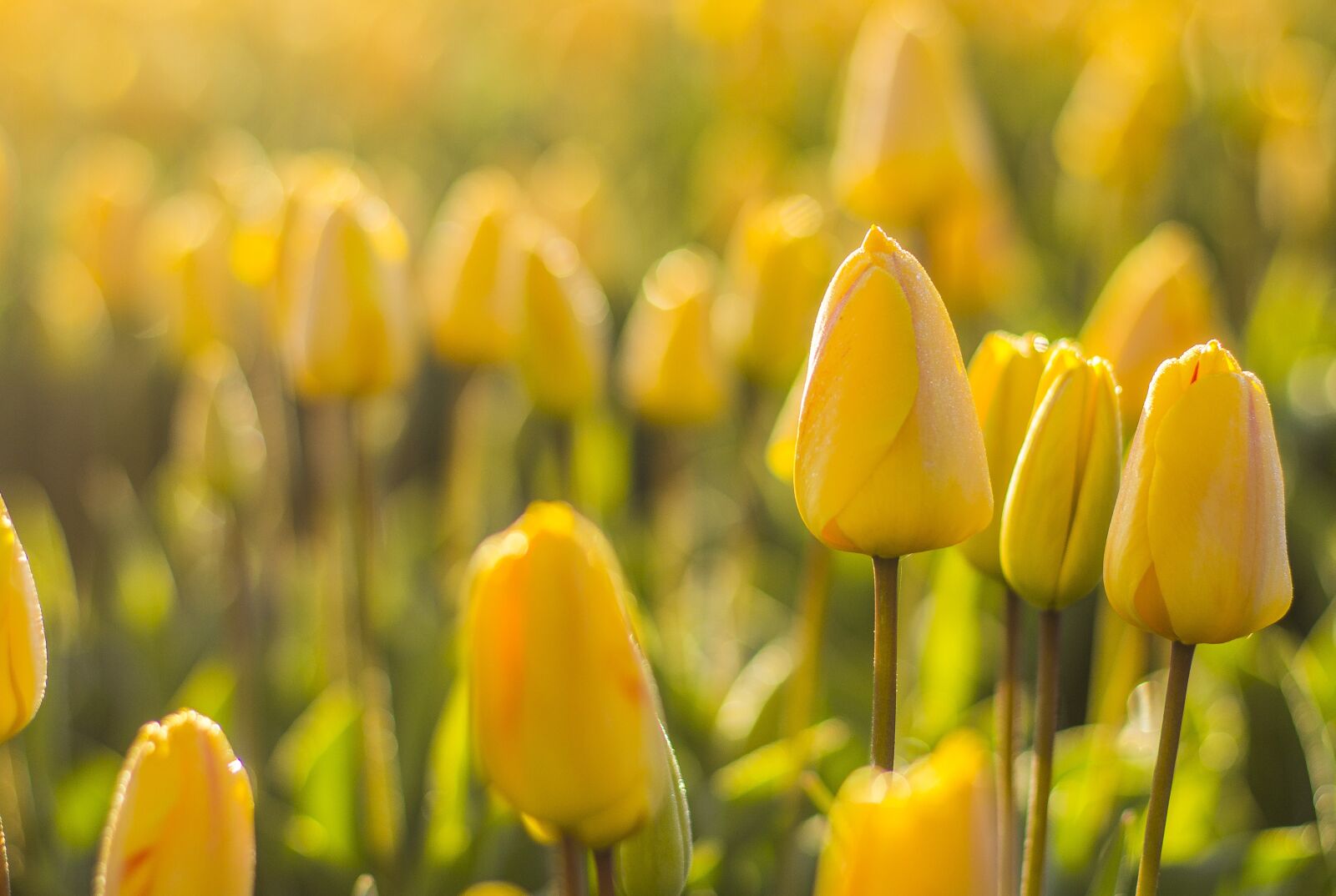 Canon EOS 60D + Canon EF 50mm F1.4 USM sample photo. Netherlands, tulips, flower photography