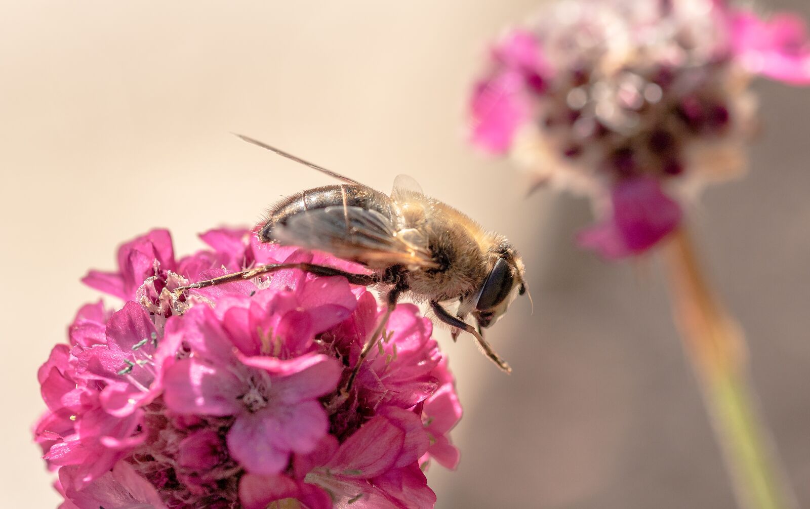 Canon EOS 750D (EOS Rebel T6i / EOS Kiss X8i) sample photo. Hoverfly, extension fly, syrphidae photography