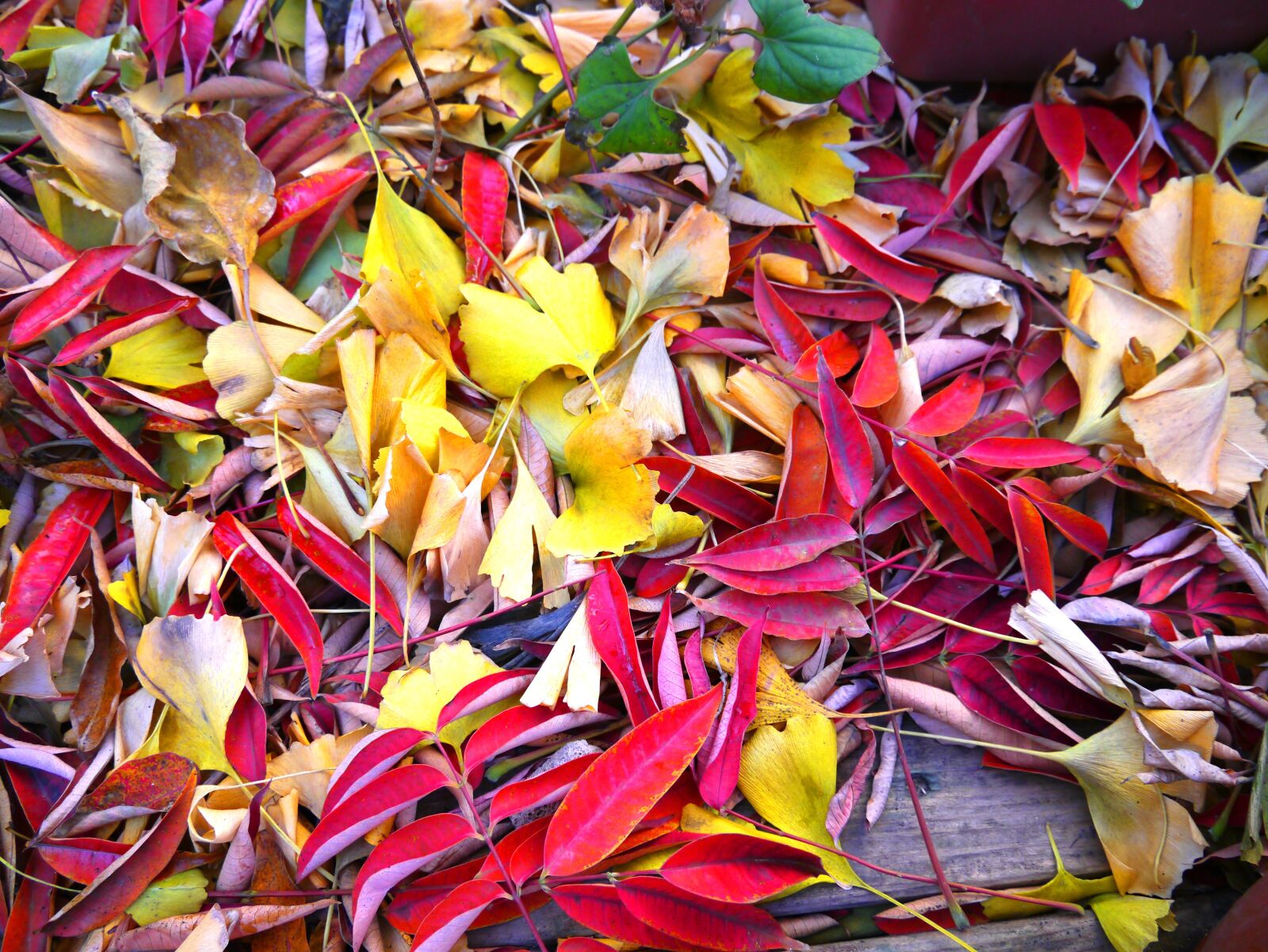 Panasonic Lumix DMC-GX1 sample photo. Autumnal leaves, yellow leaves photography