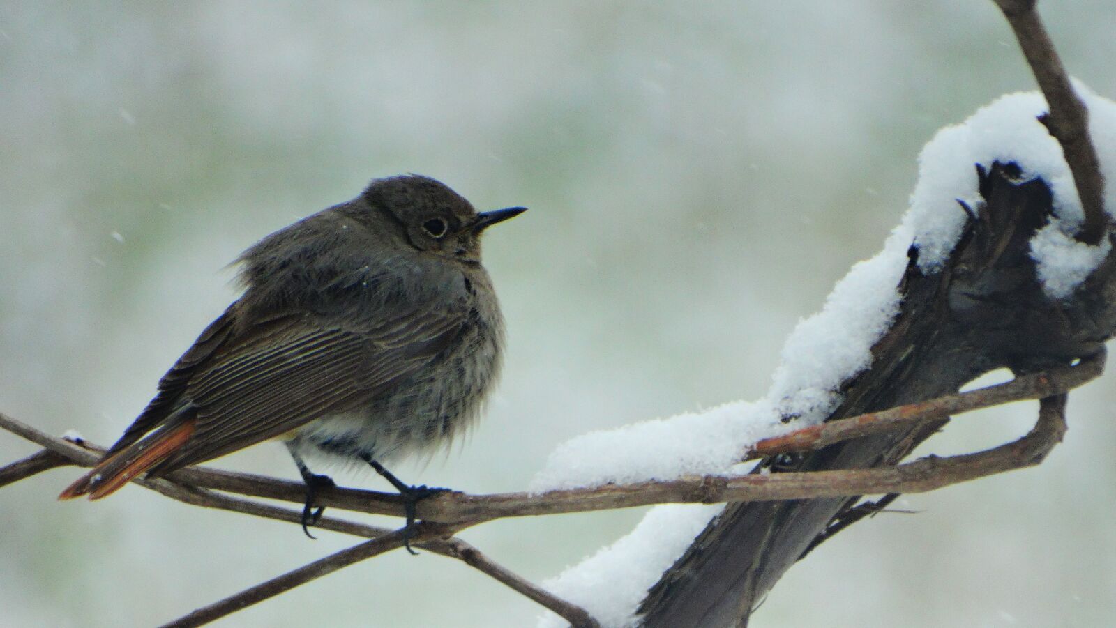 Sony Cyber-shot DSC-HX300 sample photo. Bird, red tailed, black photography