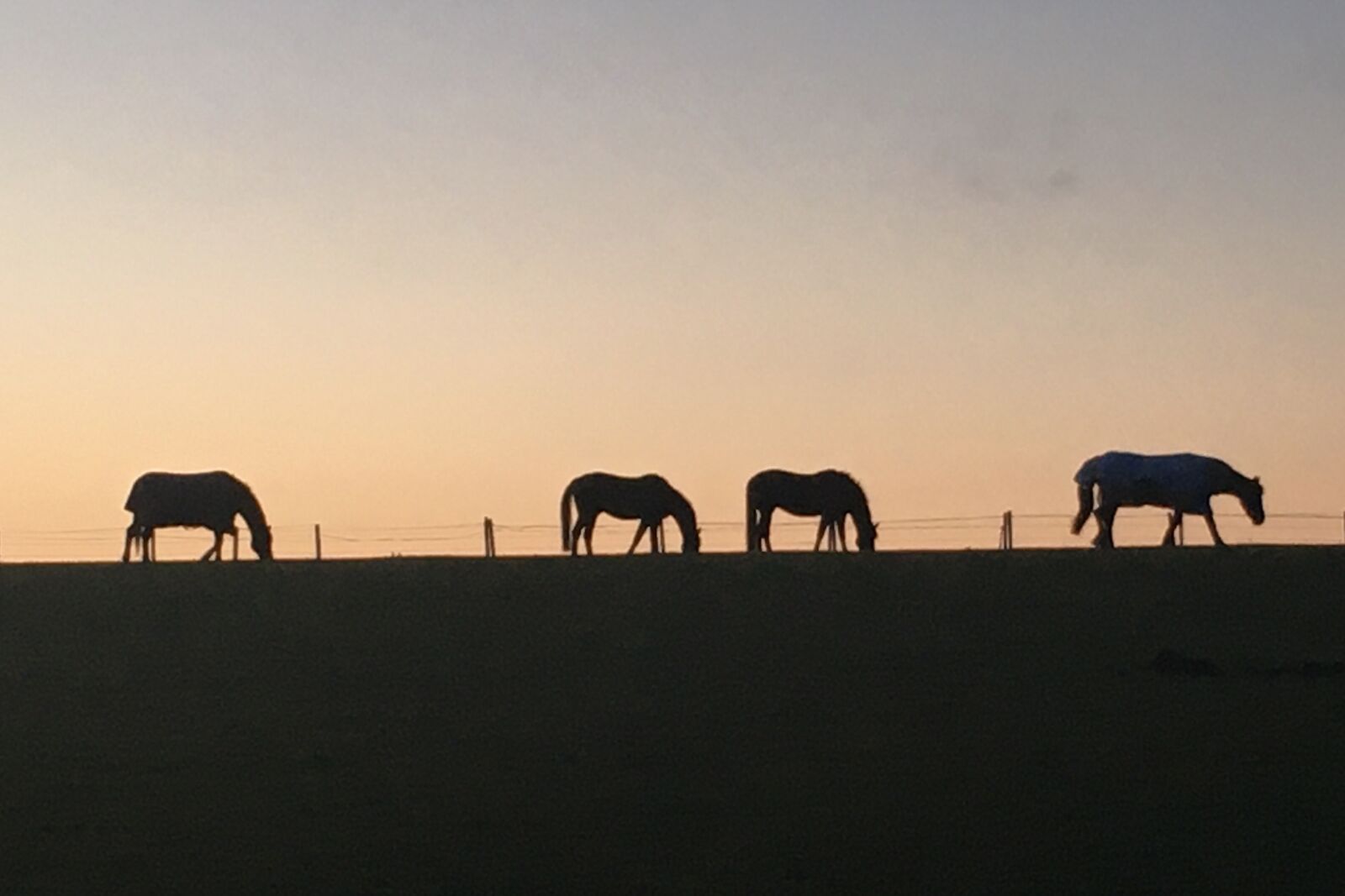 Apple iPhone 6s sample photo. Sunset, horses, ponies photography