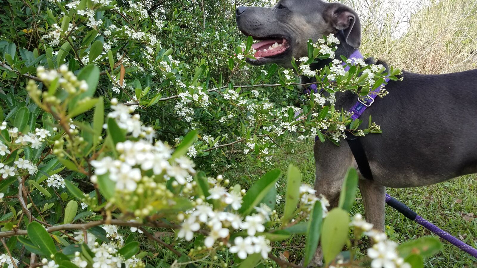 Samsung Galaxy S7 sample photo. Dog, flowers, nature photography
