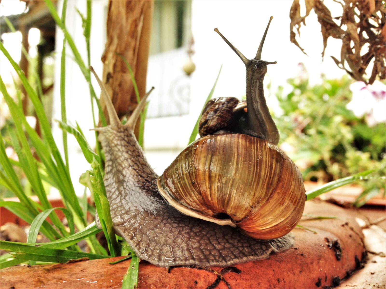 iPhone 5 back camera 4.12mm f/2.4 sample photo. Snail, shell, crawl photography