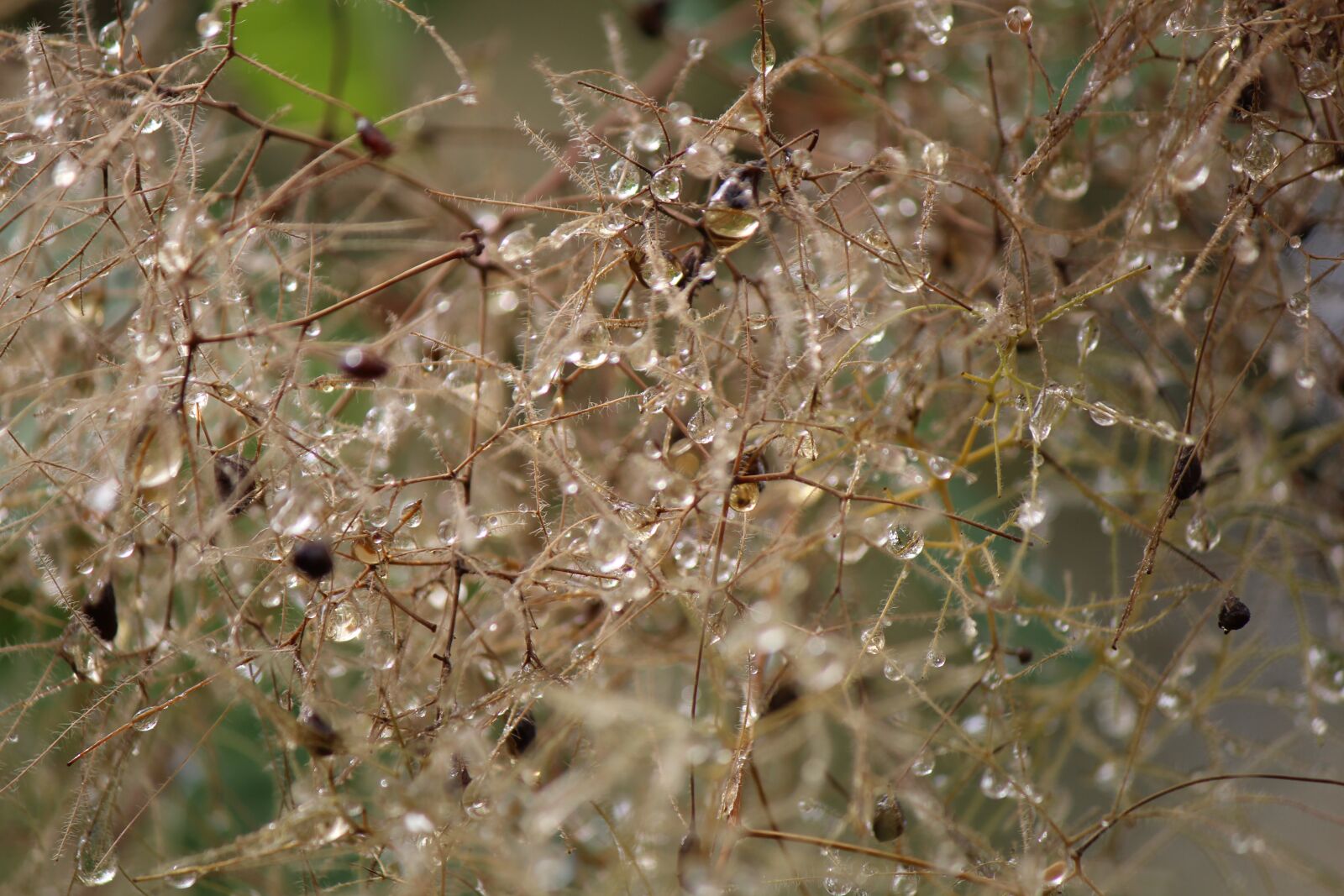 Canon EF-S 55-250mm F4-5.6 IS II sample photo. Rain, plant, drop of photography