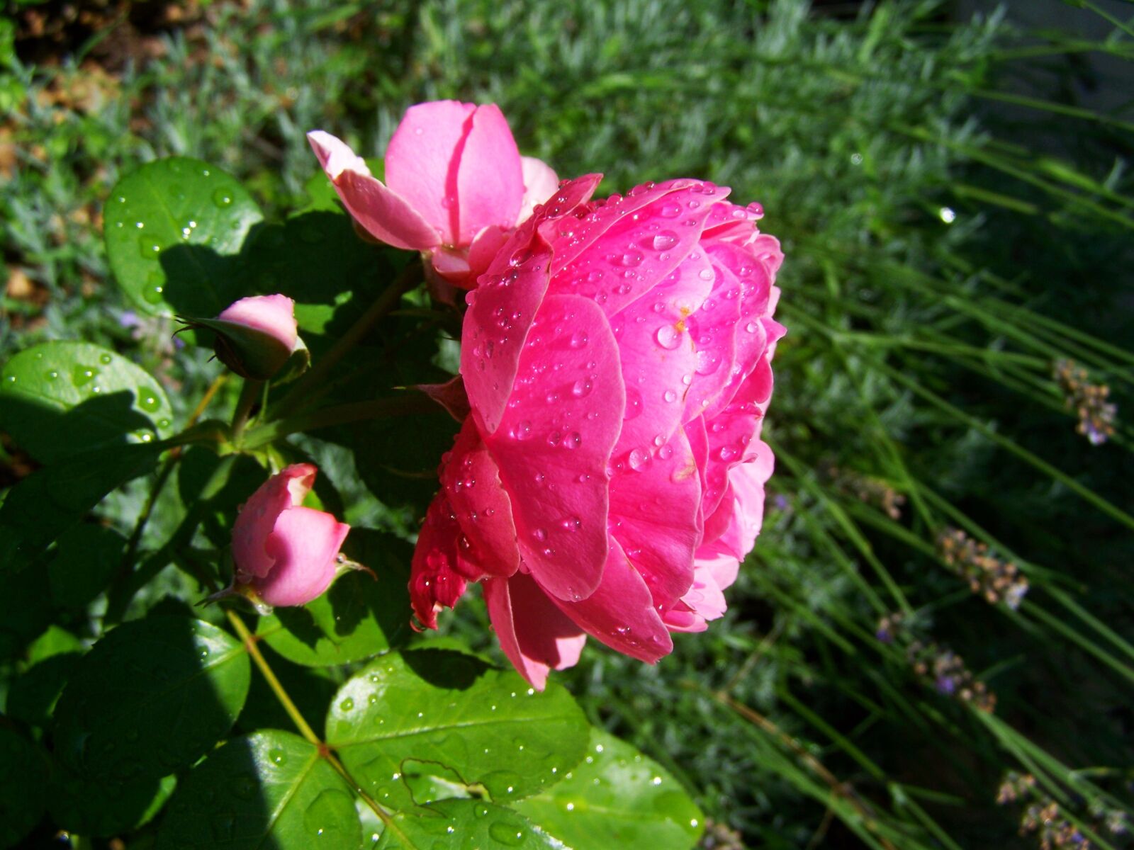 Kodak EASYSHARE ZD710 ZOOM DIGITAL CAMERA sample photo. Rose es cseppes, pink photography