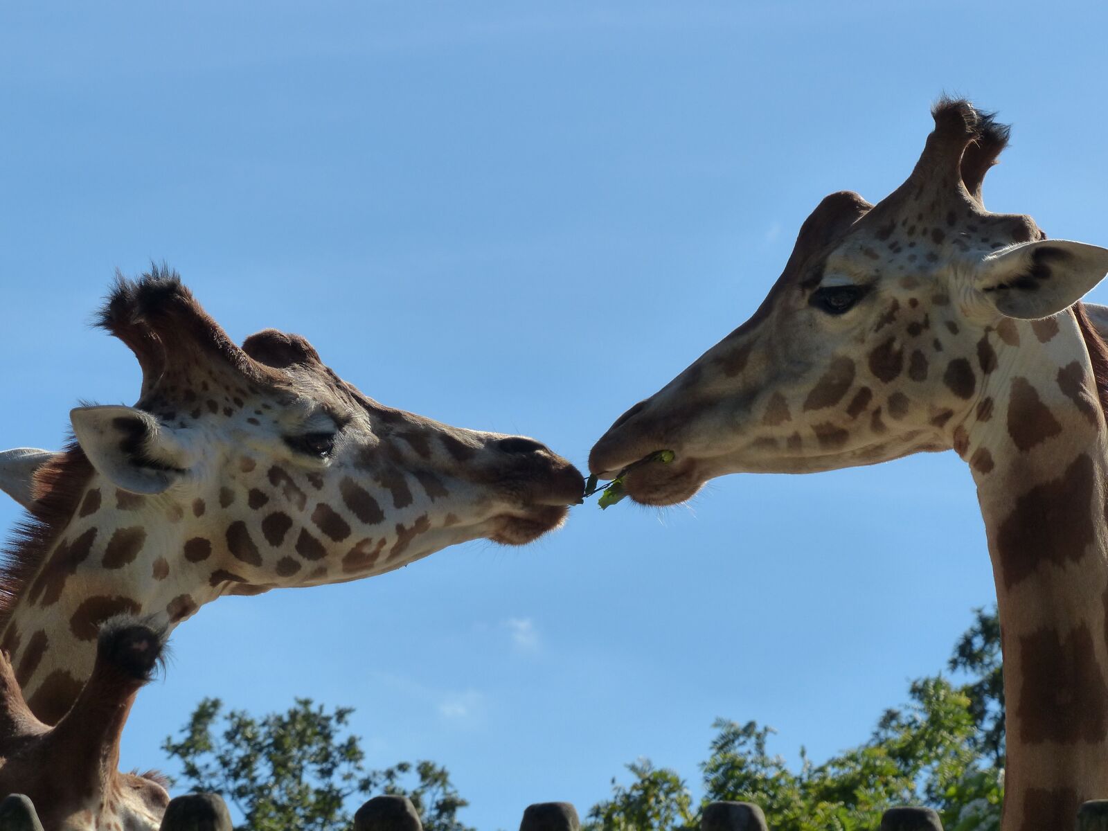 Panasonic Lumix DMC-FZ200 sample photo. Animal, animals, giraffe photography