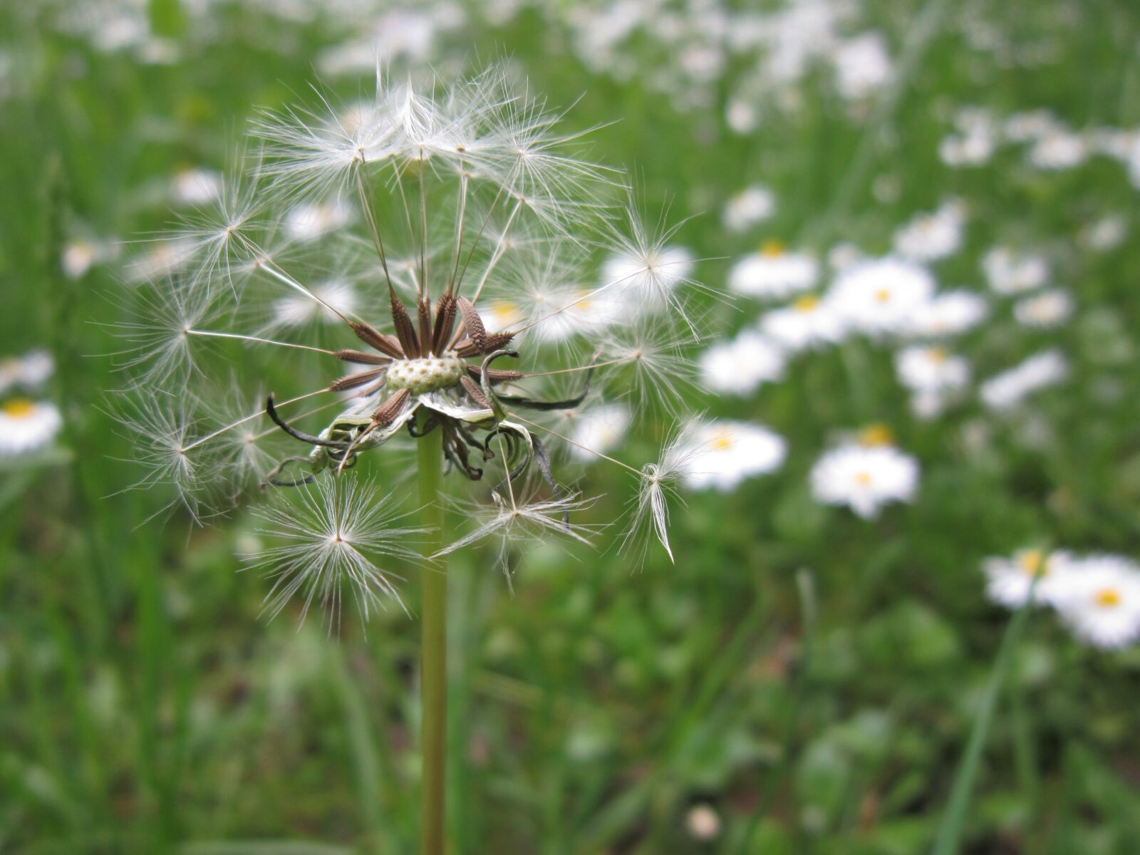 Canon PowerShot A3200 IS sample photo. Flower meadow, dandelion, close photography