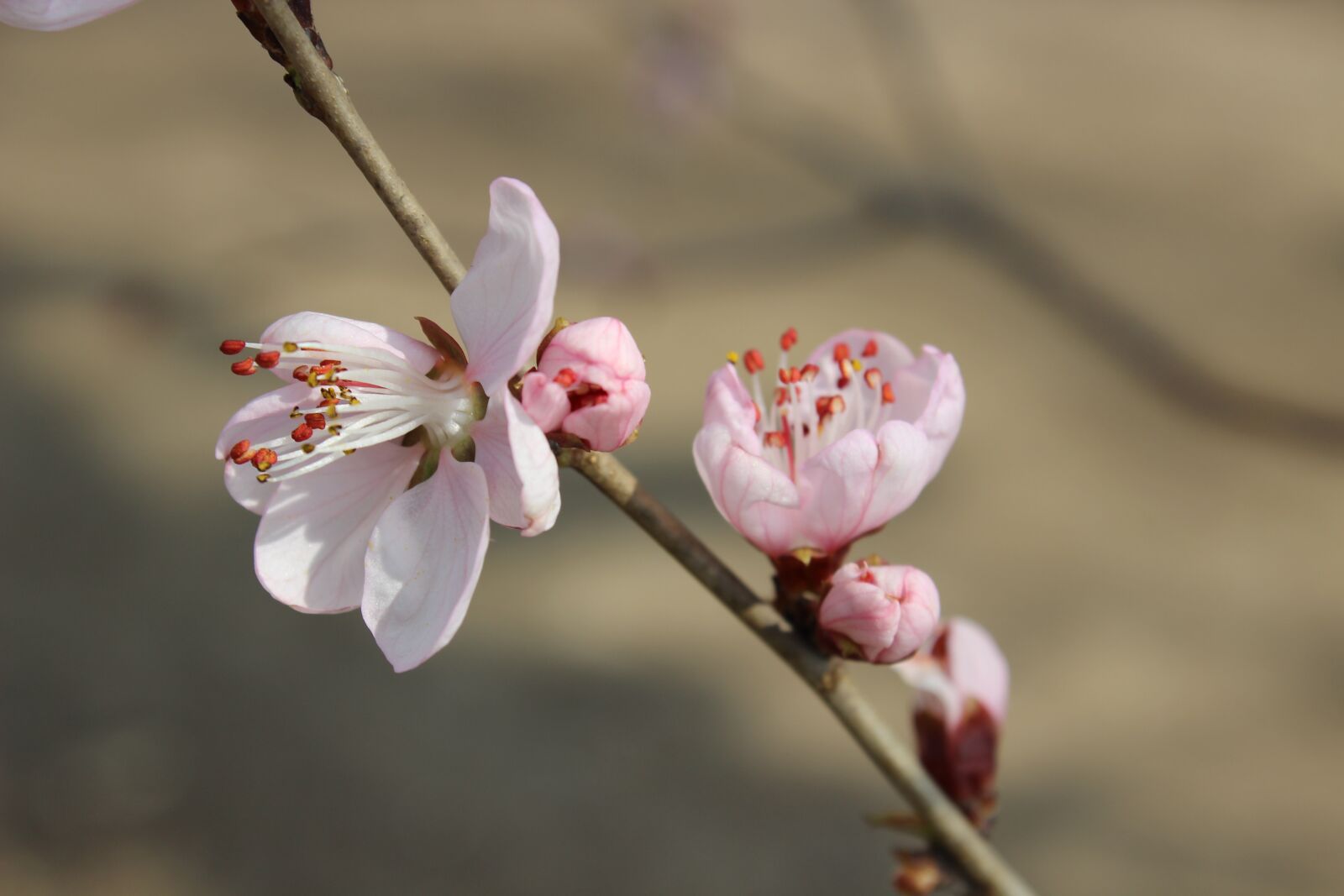 Canon EOS 600D (Rebel EOS T3i / EOS Kiss X5) sample photo. Flower, spring, spring flower photography