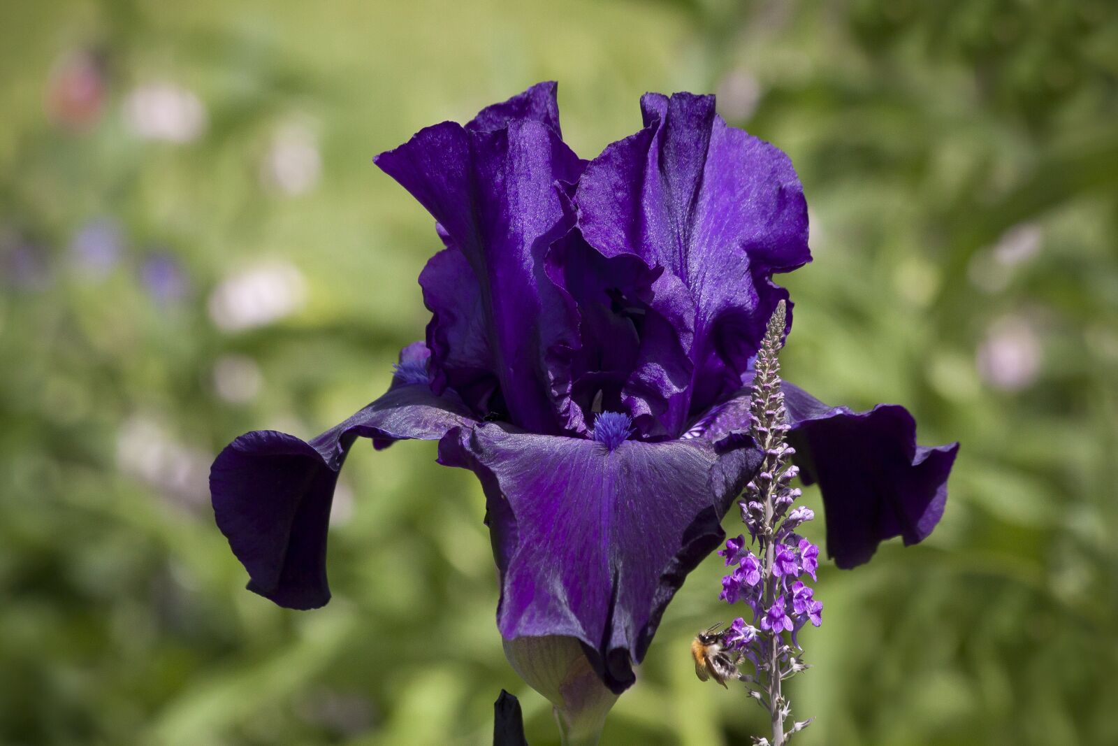 Canon EOS 50D sample photo. Iris, violet, flower photography