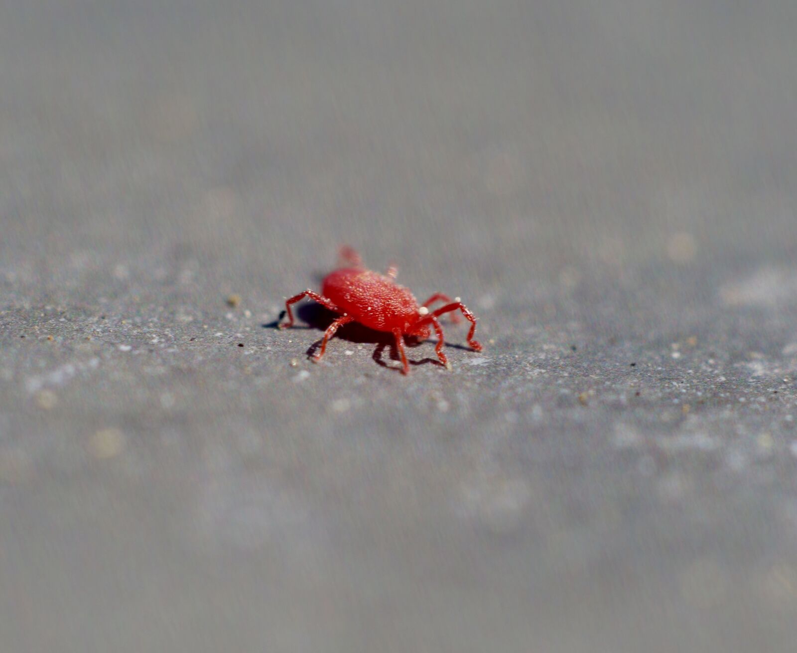 Panasonic Lumix DC-G9 sample photo. Spider, red, macro photography