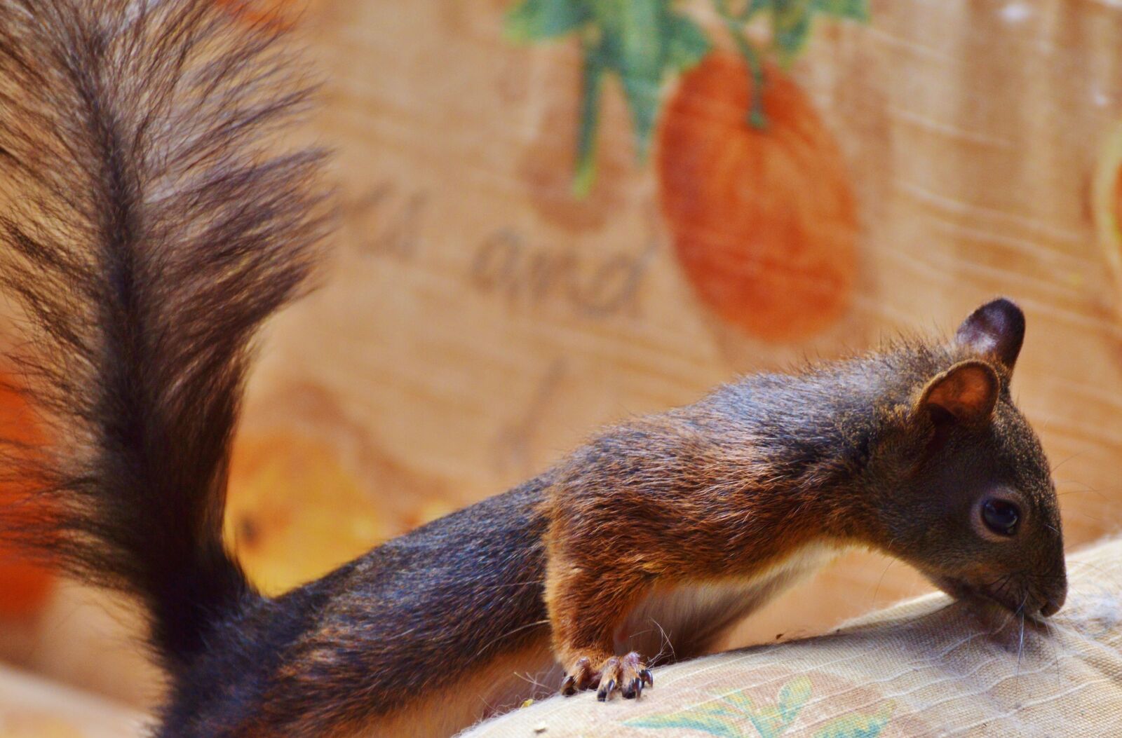 Nikon D3200 sample photo. Squirrel, verifiable kitten, rodent photography