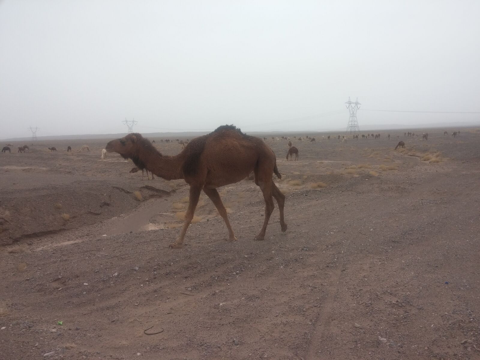 LG G2 sample photo. Camel, camels photography