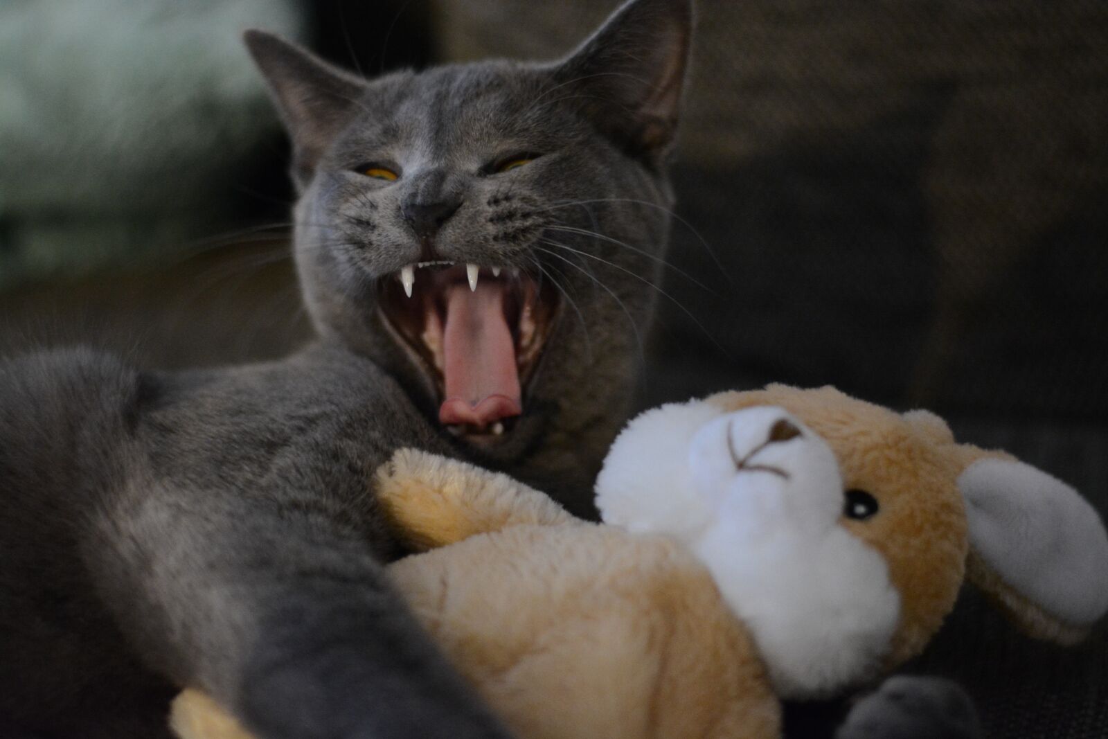 Nikon D5200 sample photo. Cat, kitten, domestic cat photography