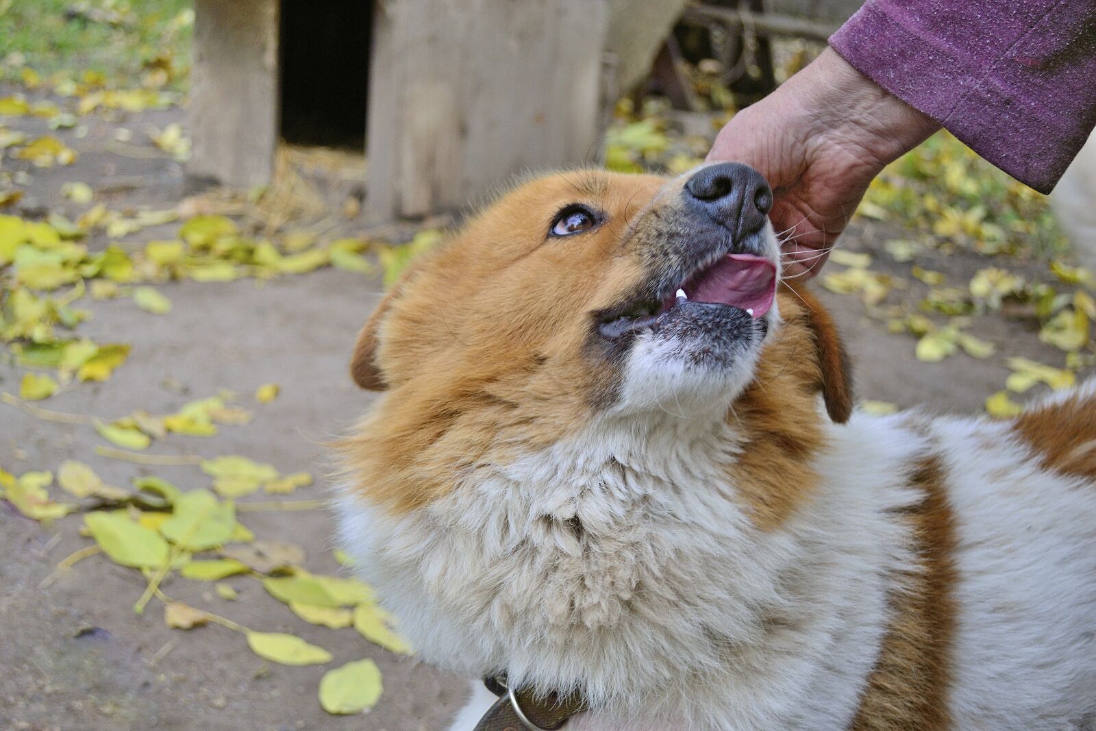 Nikon D3100 sample photo. Dog, loyalty, devotion photography
