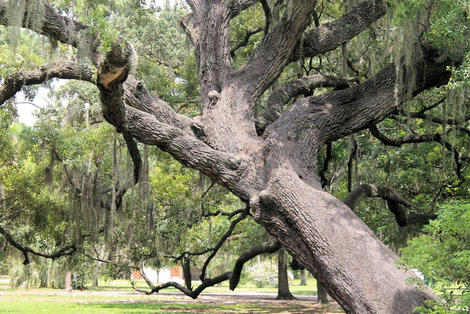 Canon EOS 1100D (EOS Rebel T3 / EOS Kiss X50) sample photo. Gnarly oak, big tree photography