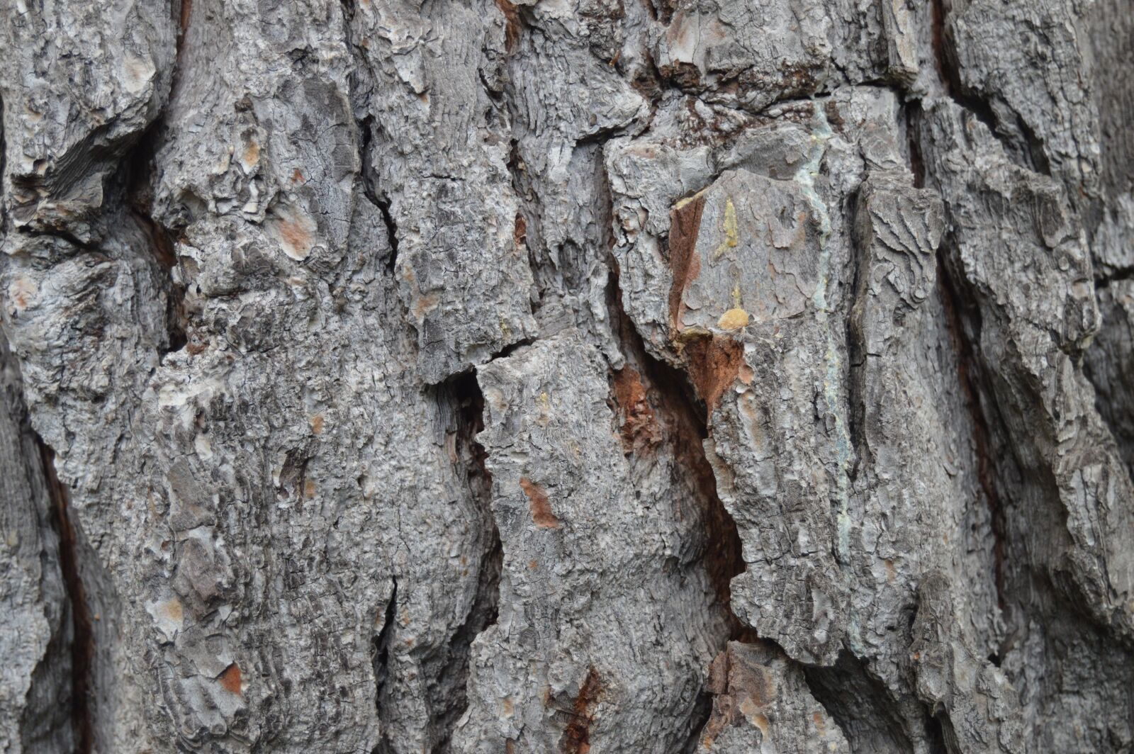 Nikon D3200 sample photo. Trunk, wood, bark photography