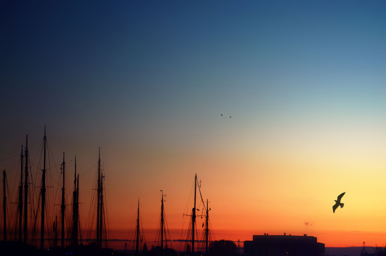 Nikon D5100 sample photo. Amsterdam, bird, blue, day photography