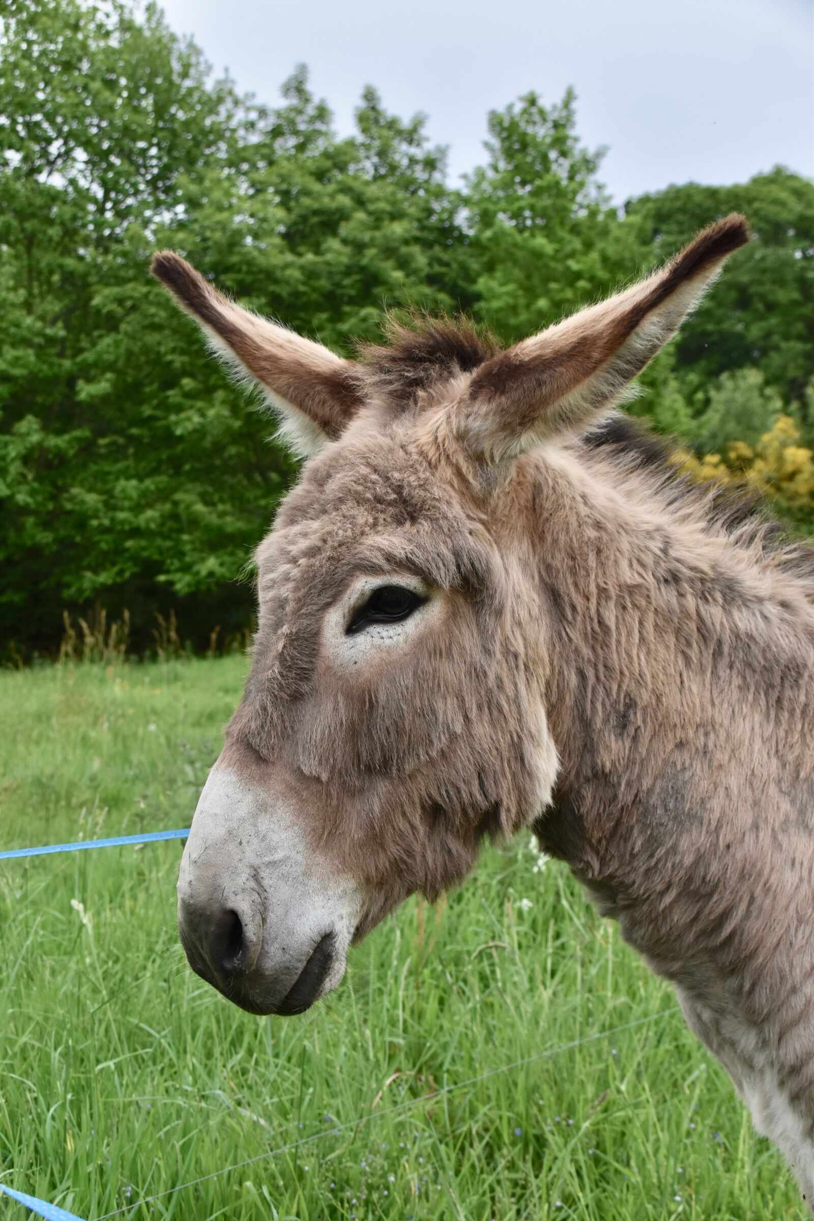 Nikon D5600 sample photo. Donkey, equine, herbivore photography