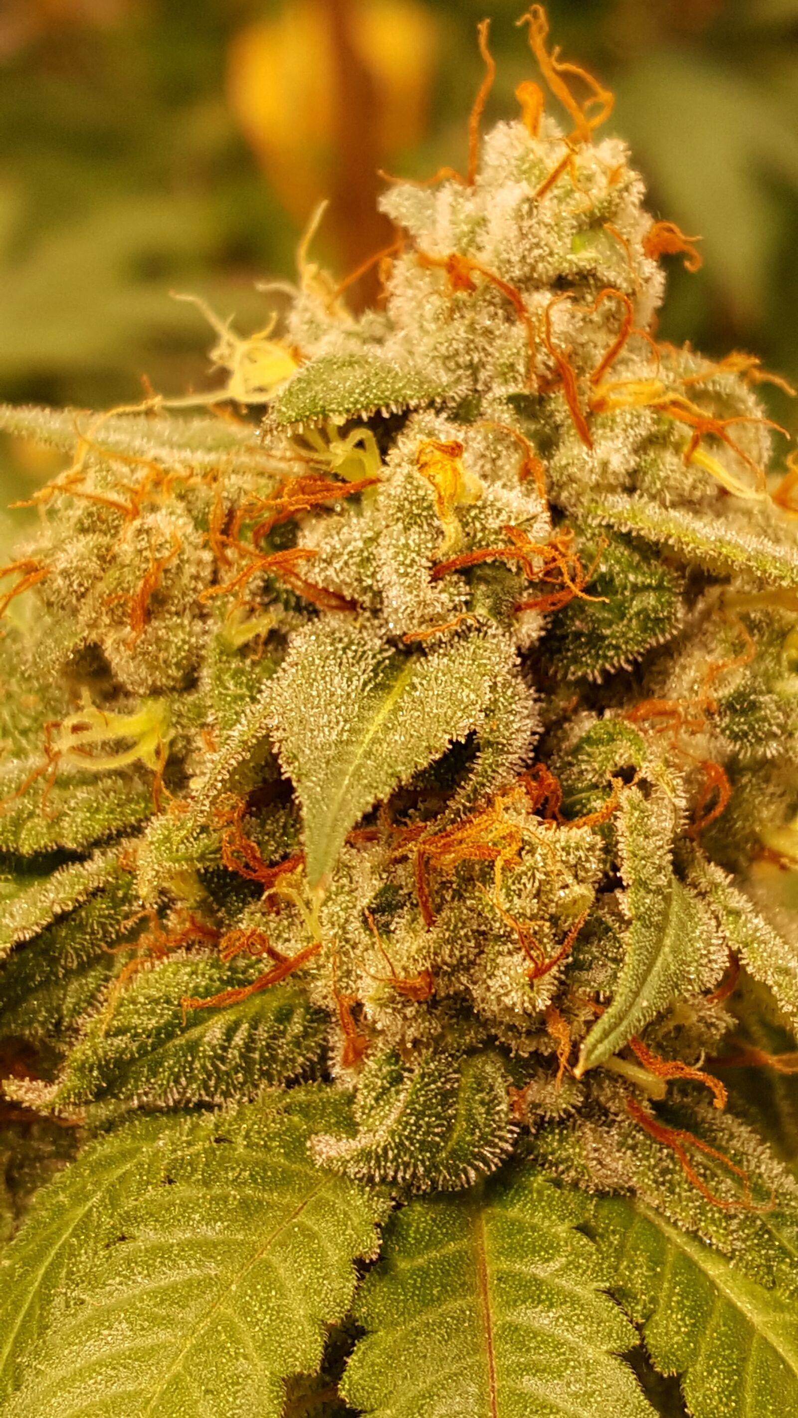 Samsung Galaxy Note5 sample photo. Sweet cheese, cannabis, grow photography
