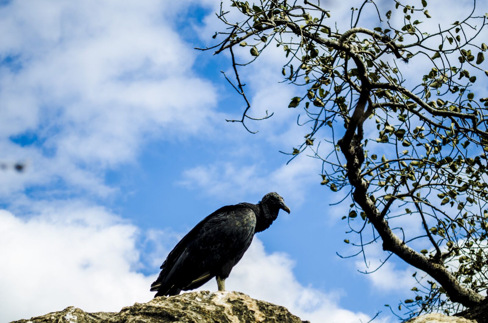 Nikon D5100 sample photo. Vulture, bird, paige photography