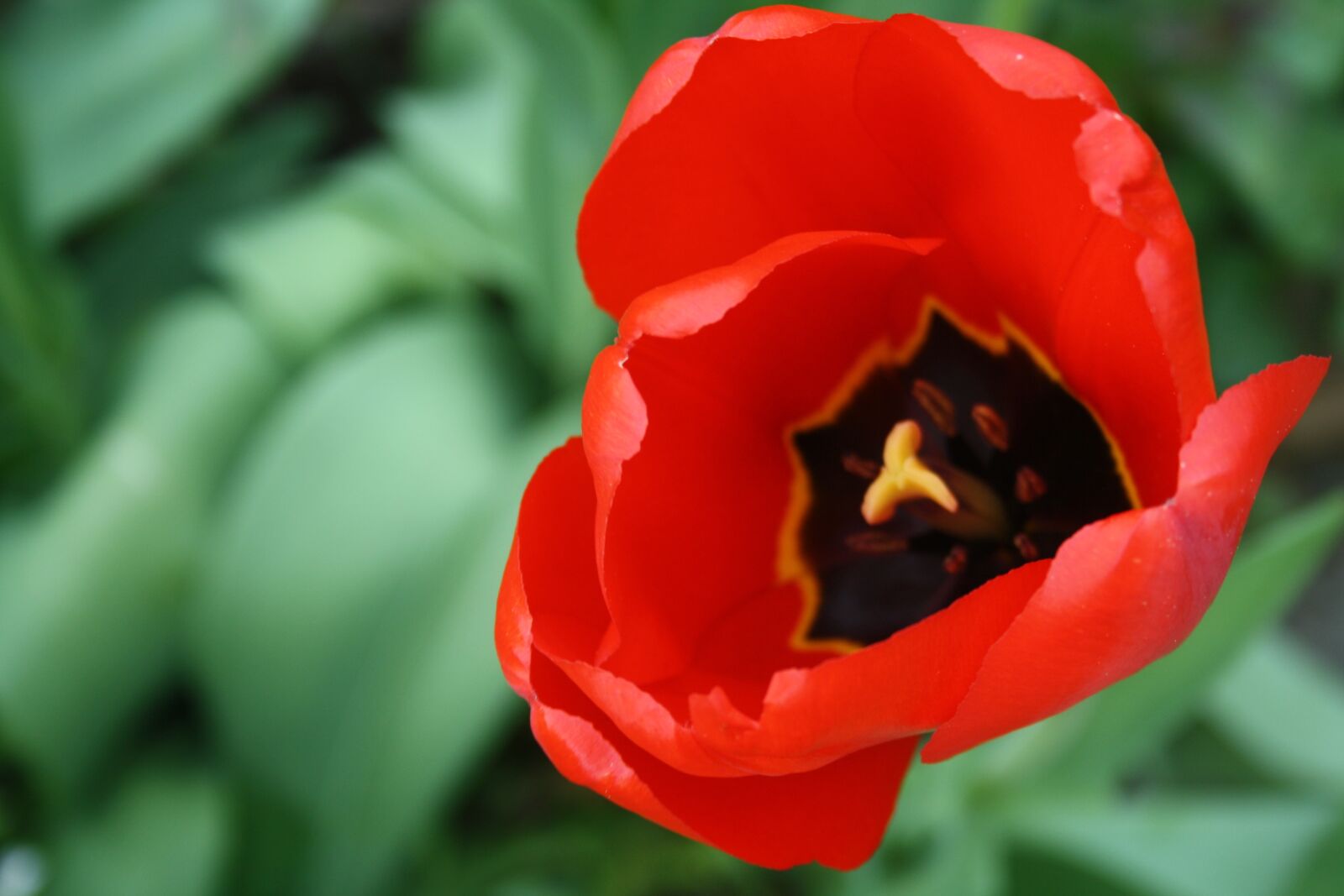 Canon EOS 1000D (EOS Digital Rebel XS / EOS Kiss F) sample photo. Poppy, blossom, bloom photography