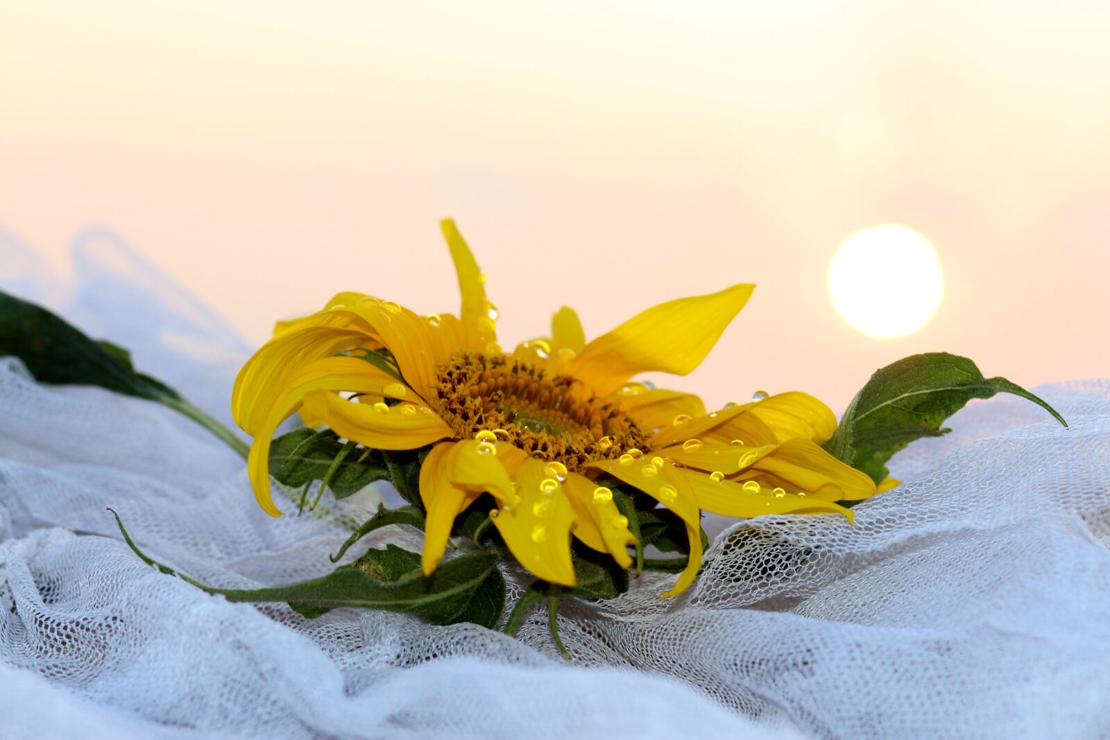 Canon EOS 700D (EOS Rebel T5i / EOS Kiss X7i) + Canon EF 85mm F1.8 USM sample photo. Sunflower, east, sun photography