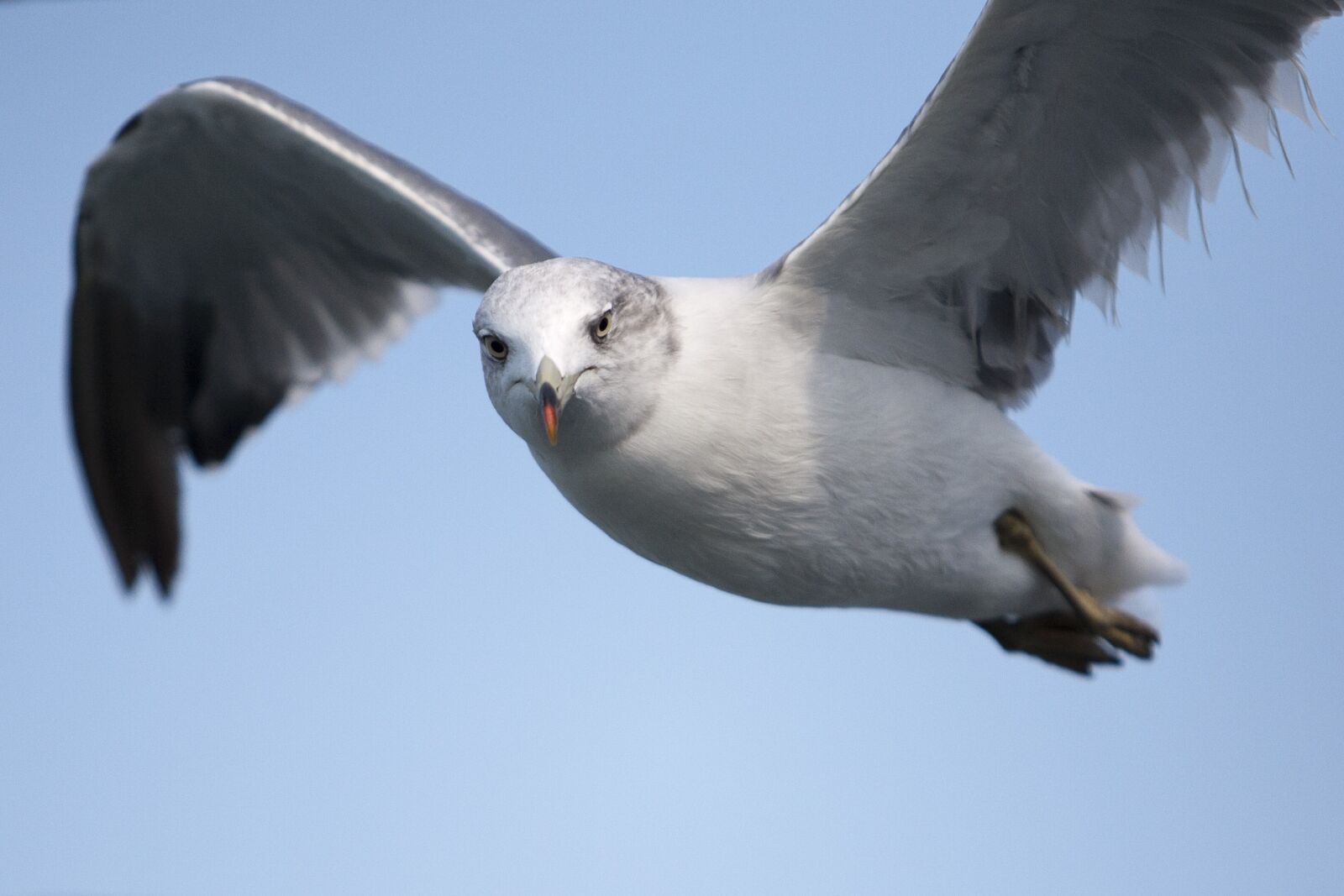 Canon EOS 5D sample photo. Seagull, sea birds, new photography