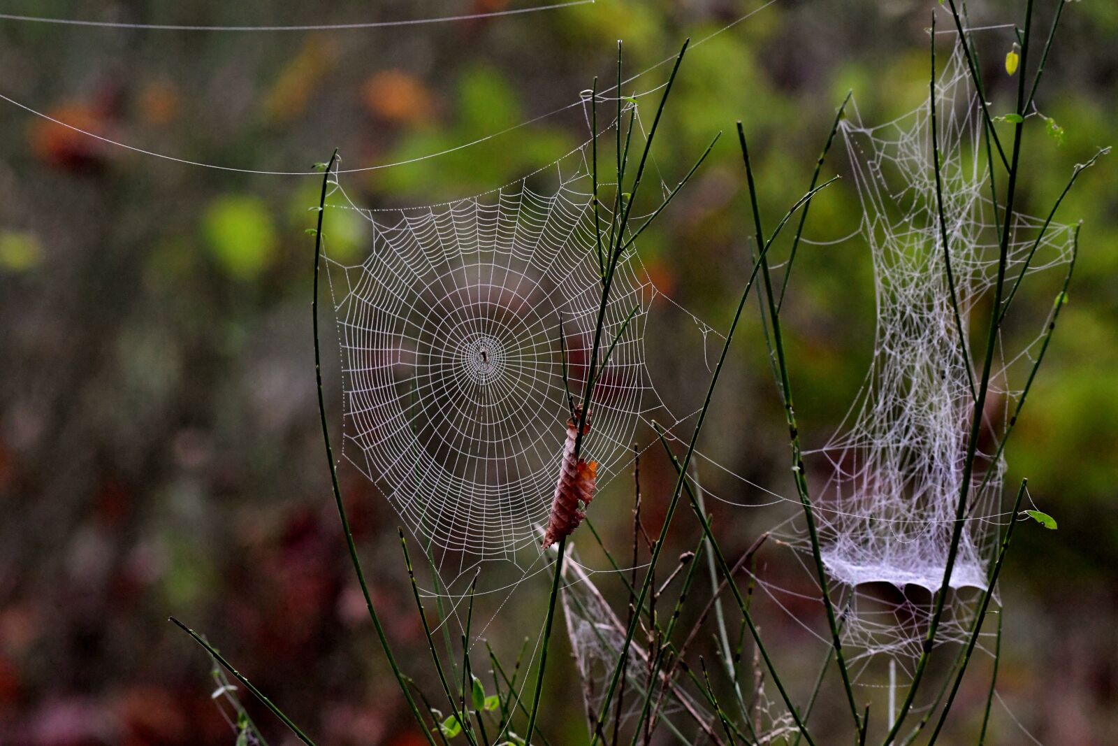 Nikon D500 sample photo. Spider web, autumn, nature photography