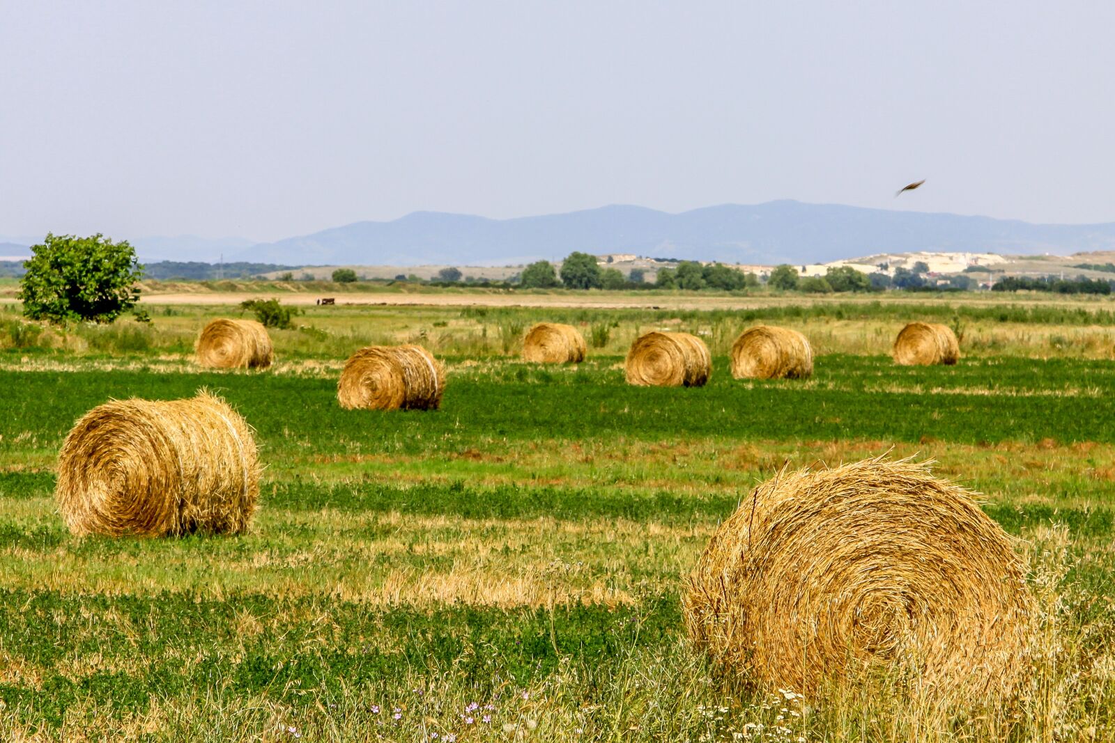 Canon EF-S 17-85mm F4-5.6 IS USM sample photo. Land, field, agriculture photography