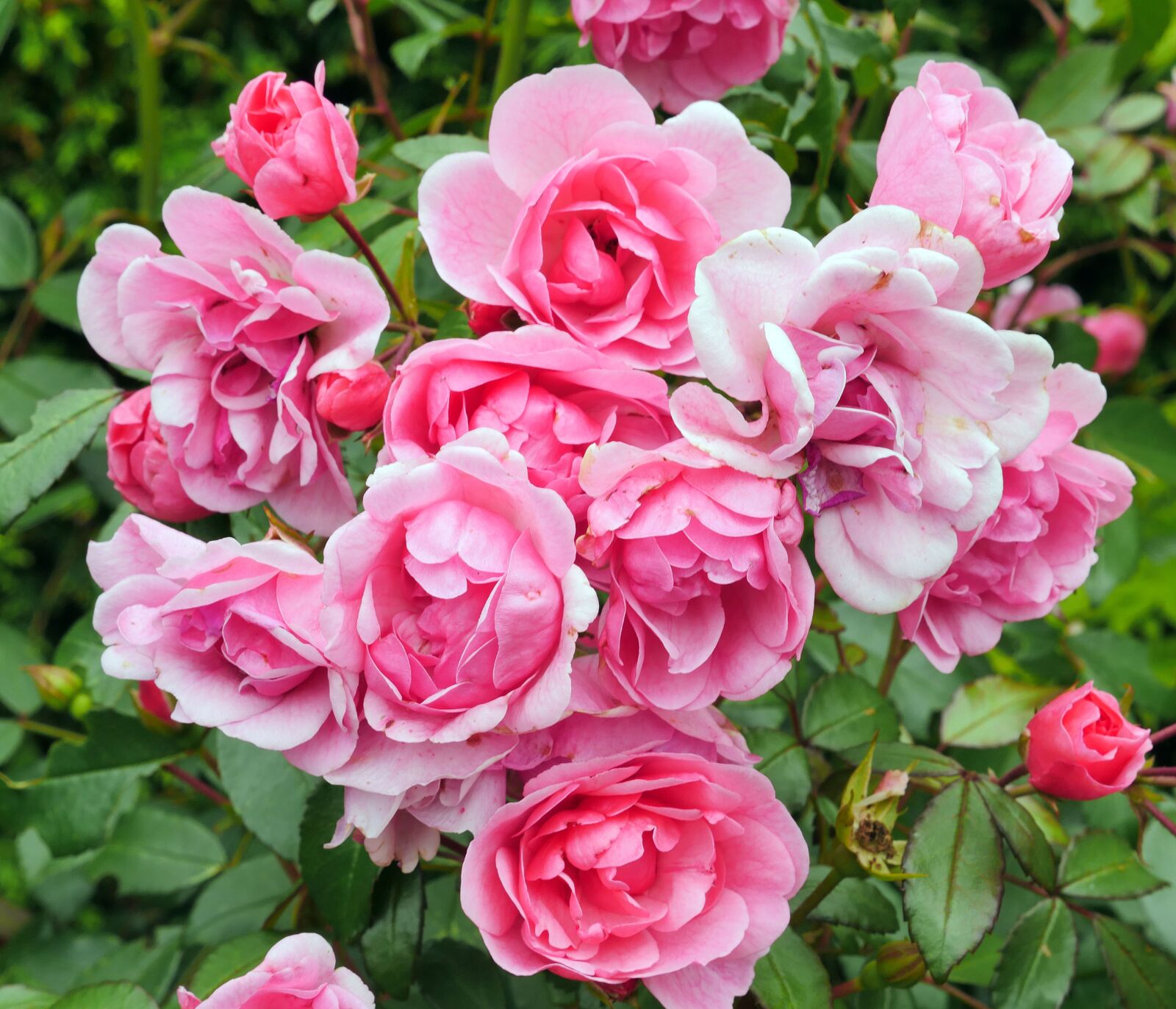 Panasonic Lumix DMC-GX8 sample photo. Rose bloom, bush rose photography