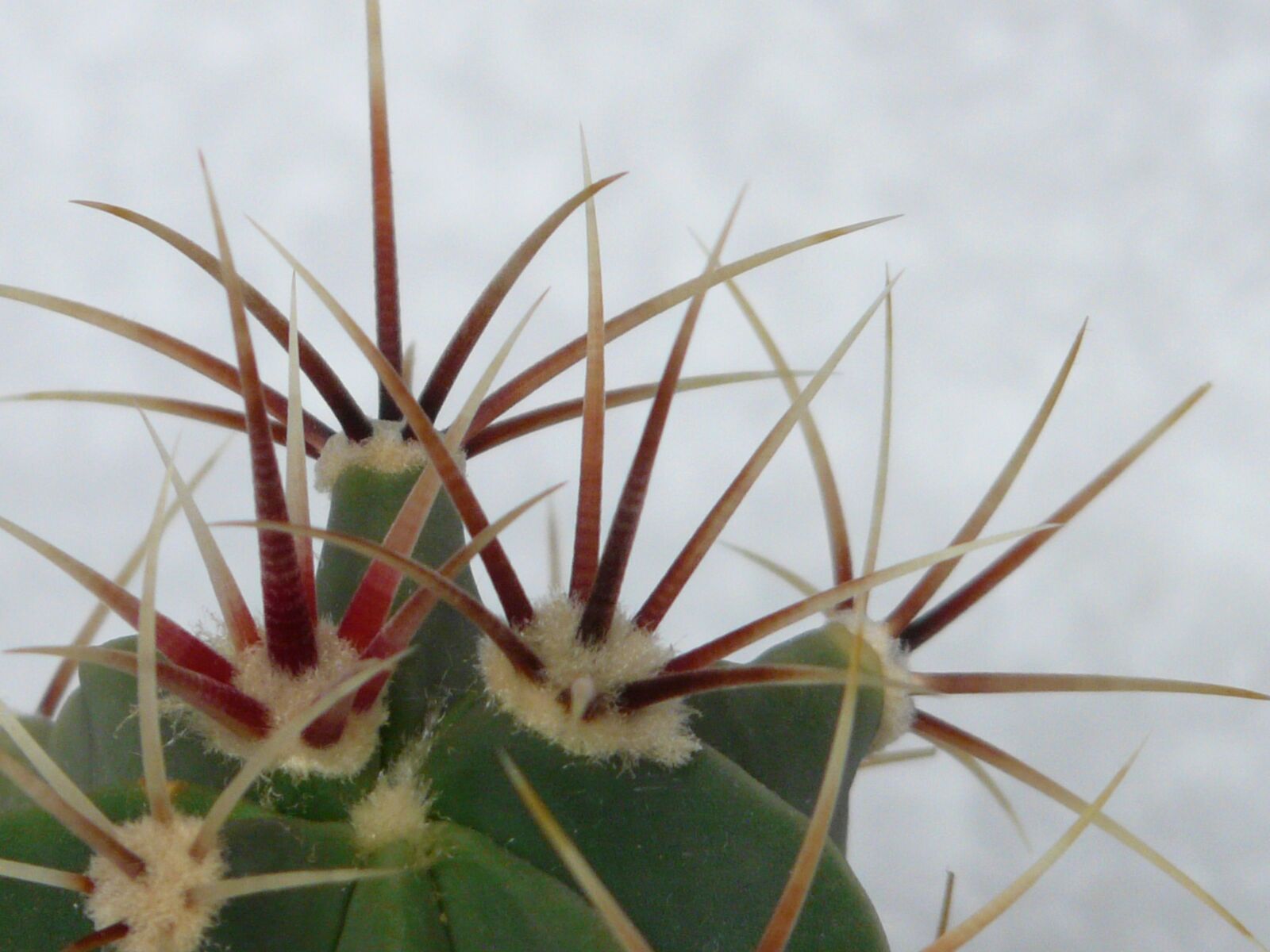 Panasonic DMC-FZ18 sample photo. Spur, cactus, ferocactus latispinus photography