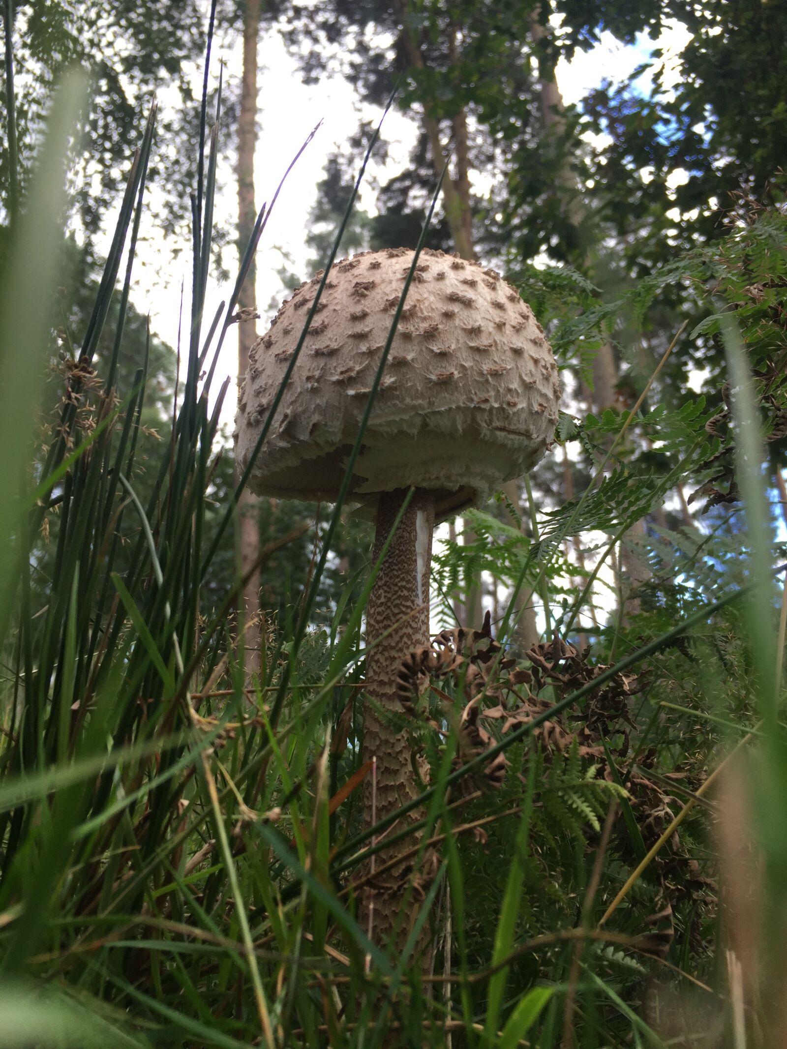 Apple iPhone 6 sample photo. Fungus, fungi, mushroom photography
