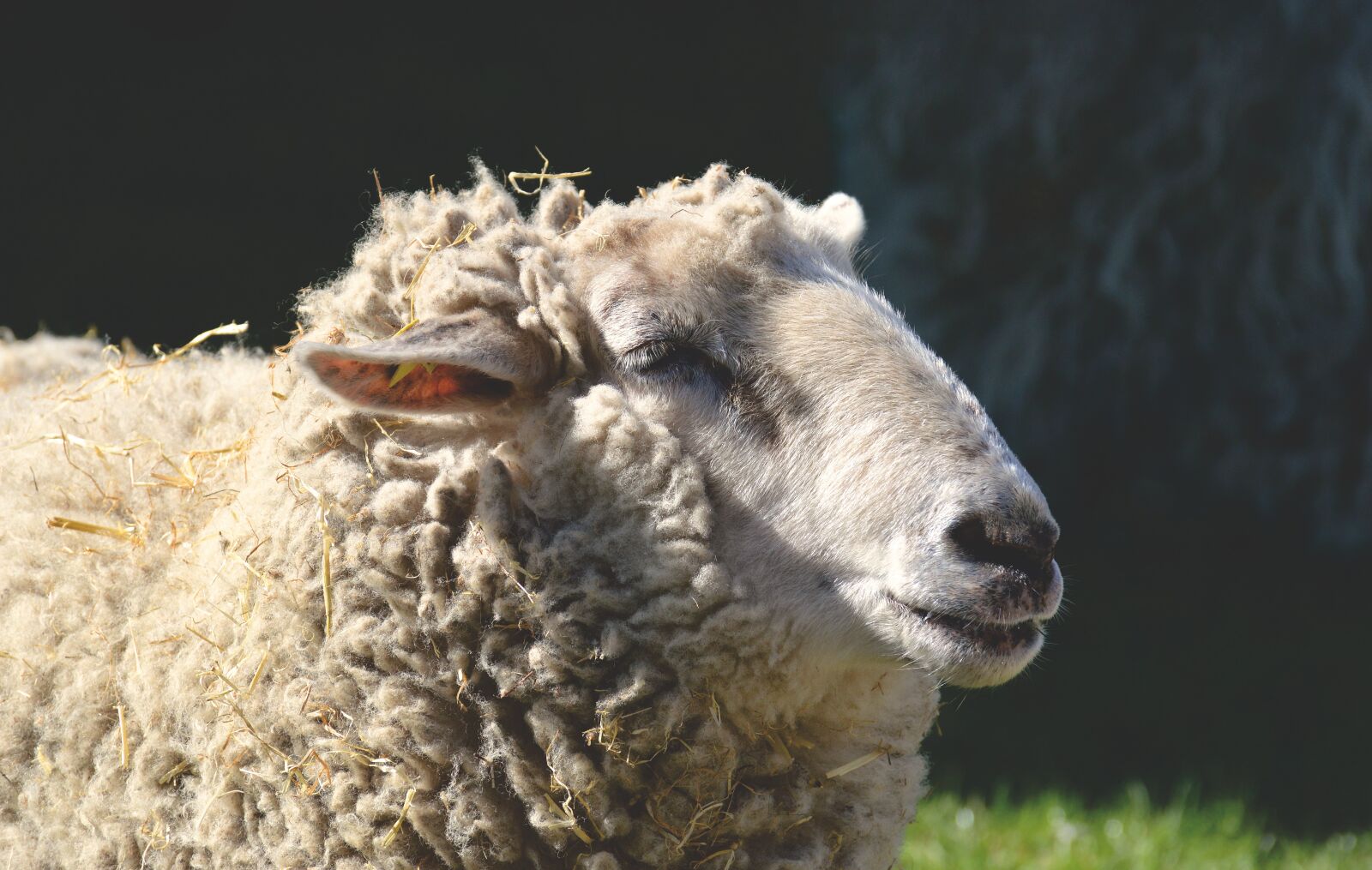 Nikon D3200 sample photo. Sheep, wool, animal photography